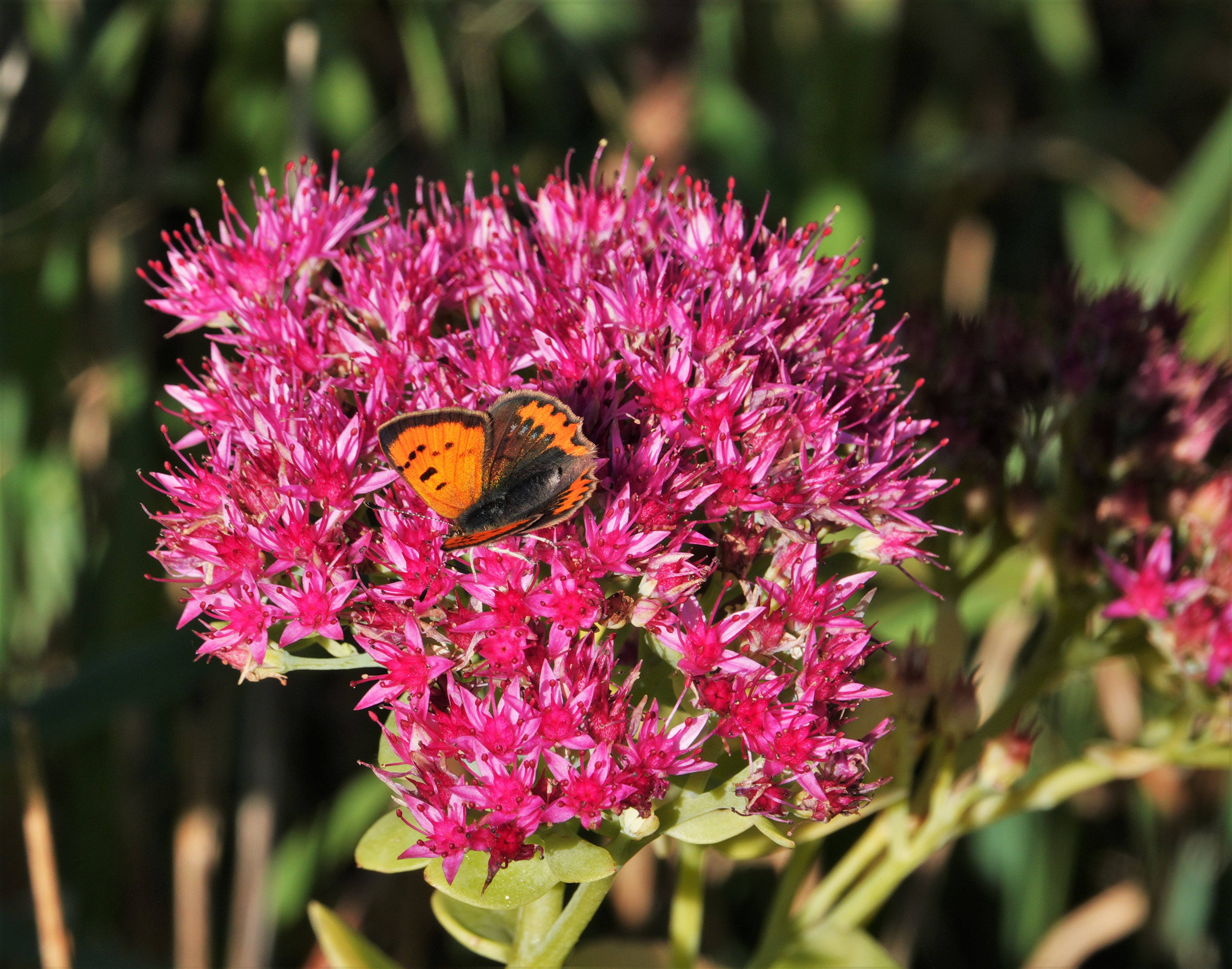 Blue spotted variety of the Small Copper ab. caeruleopunctata