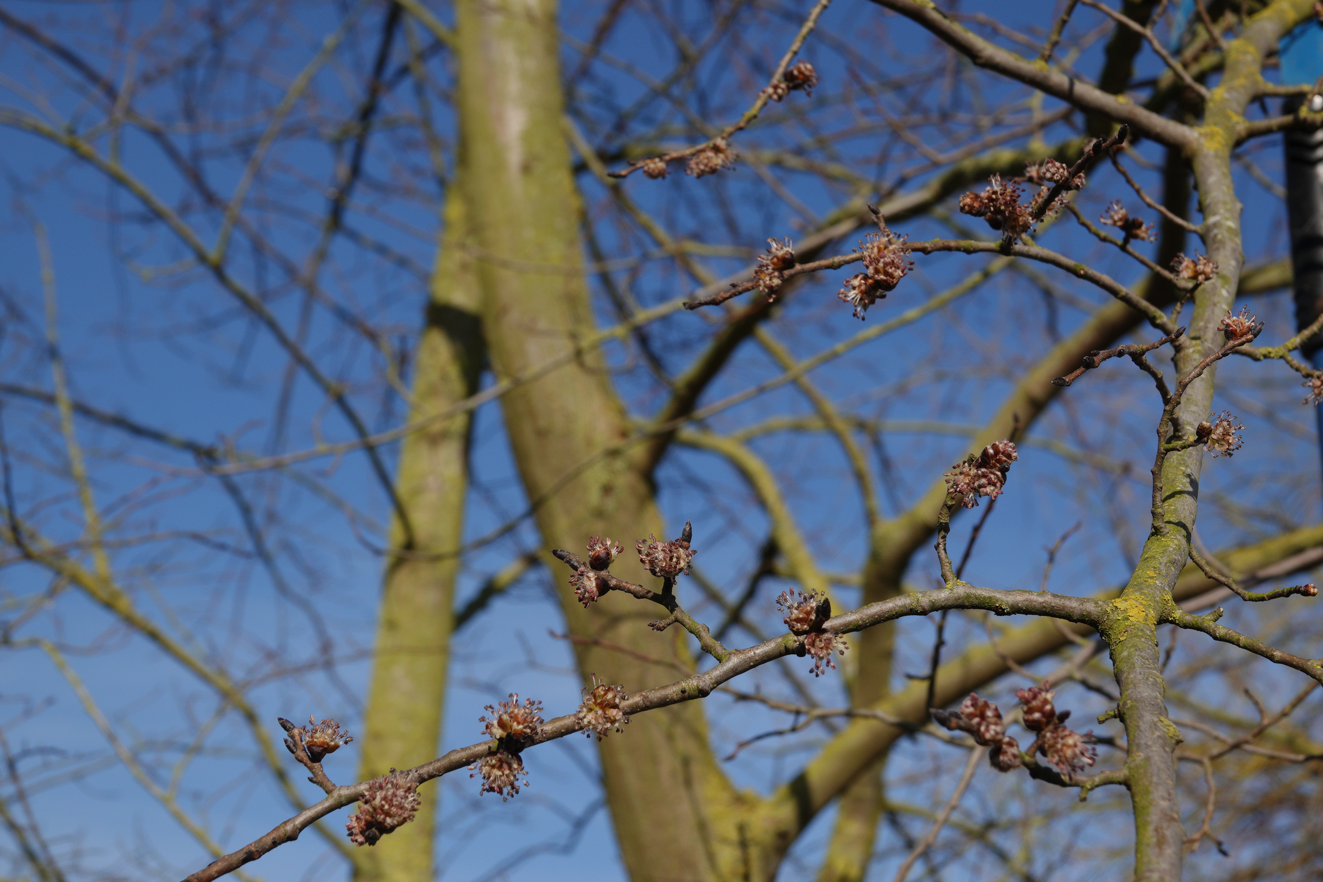 Elm flowers in mid February