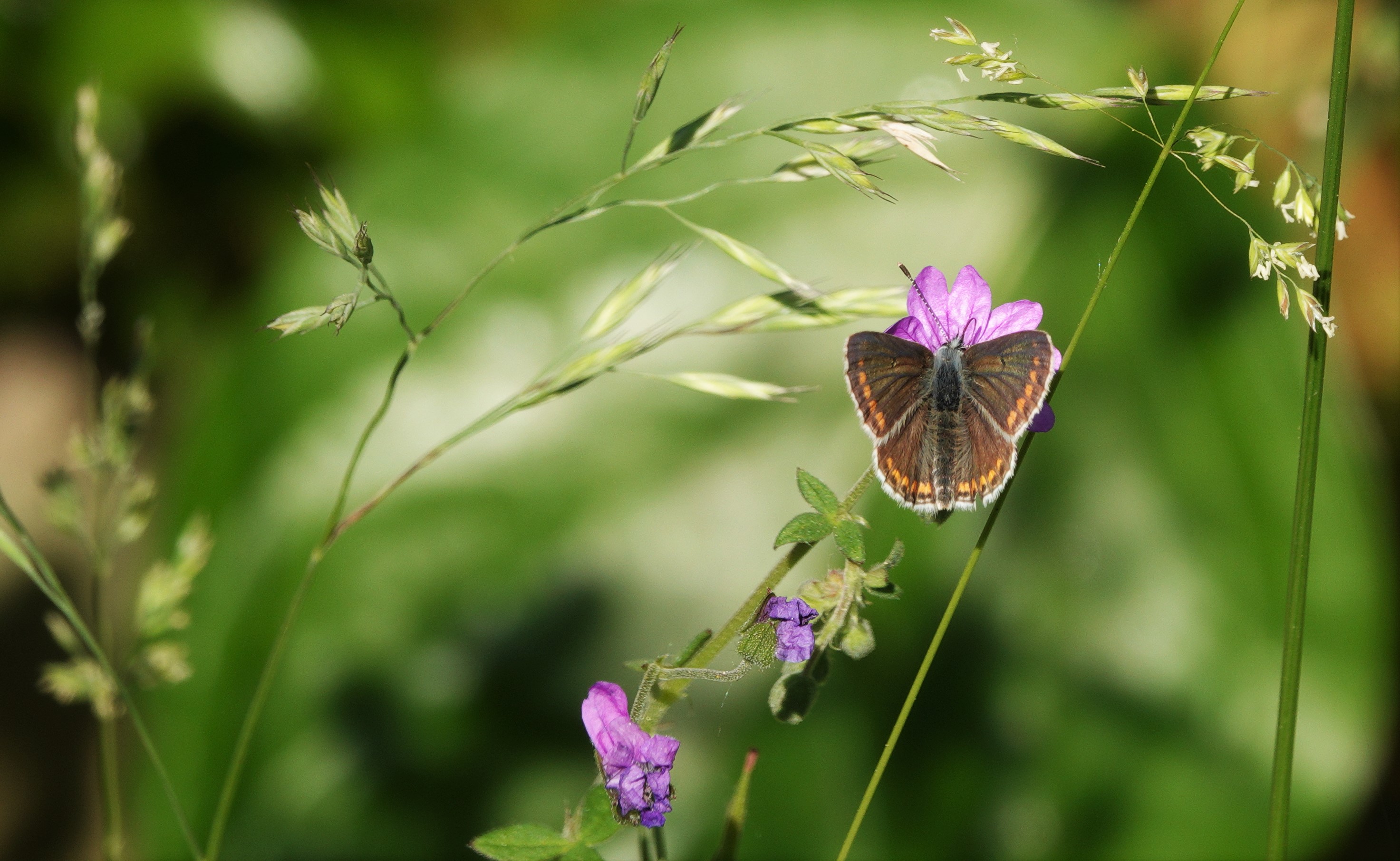 1. Nectaring on dove's-foot cranesbill, its larval foodplant in our garden