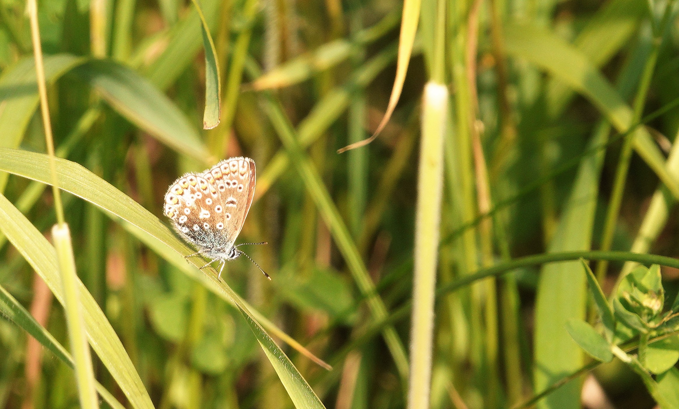 2. The underside of our mystery butterfly, without the figure of eight