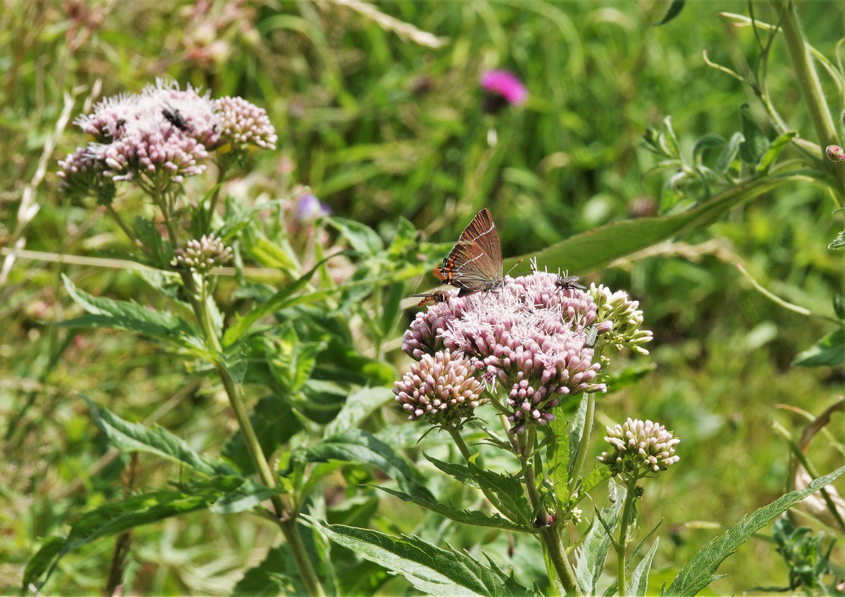 White-letter Hairstreak feeding from its favourite nectar plant, hemp agrimony