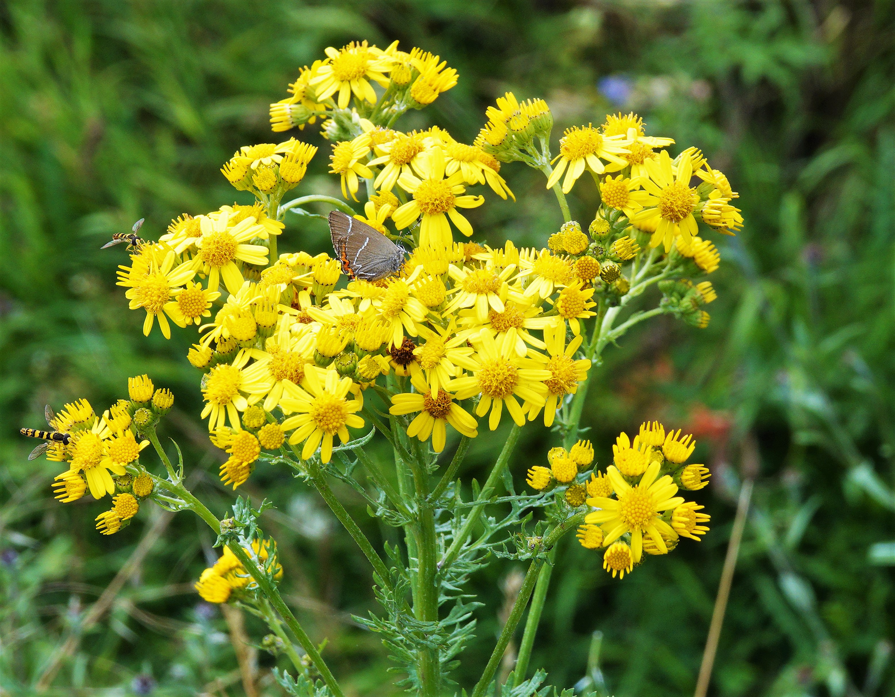 White-letter Hairstreak feeding from ragwort