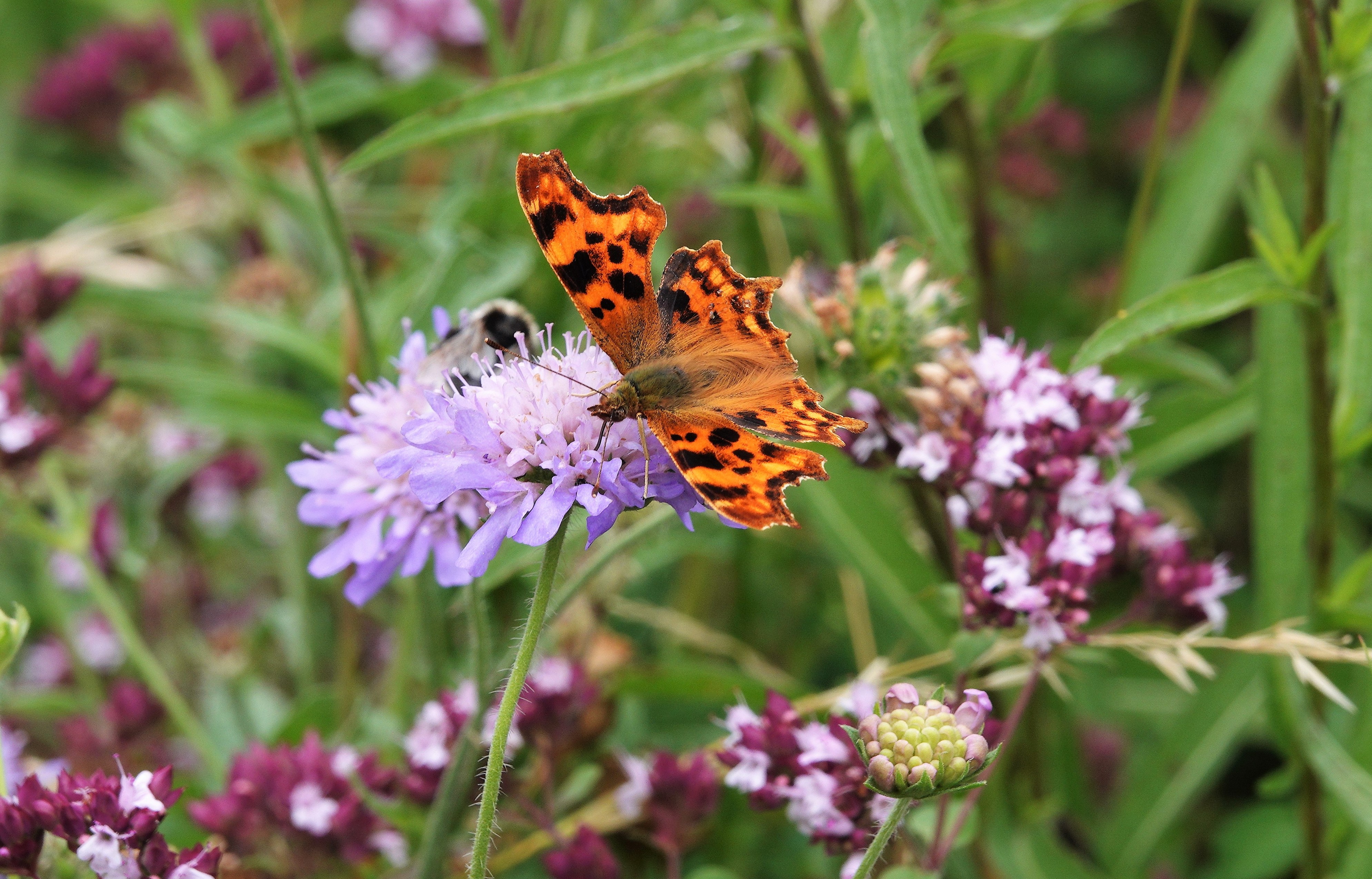 Comma form hutchinsoni very heavily marked