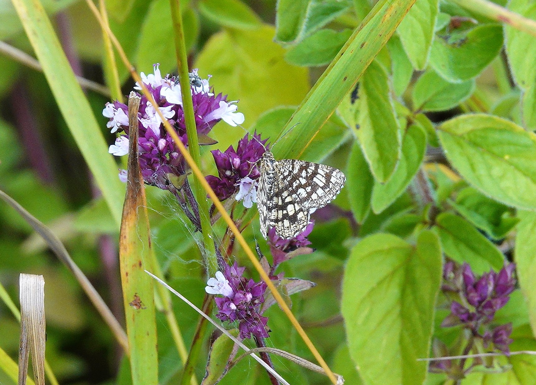 Latticed Heath - an interesting day-flying moth