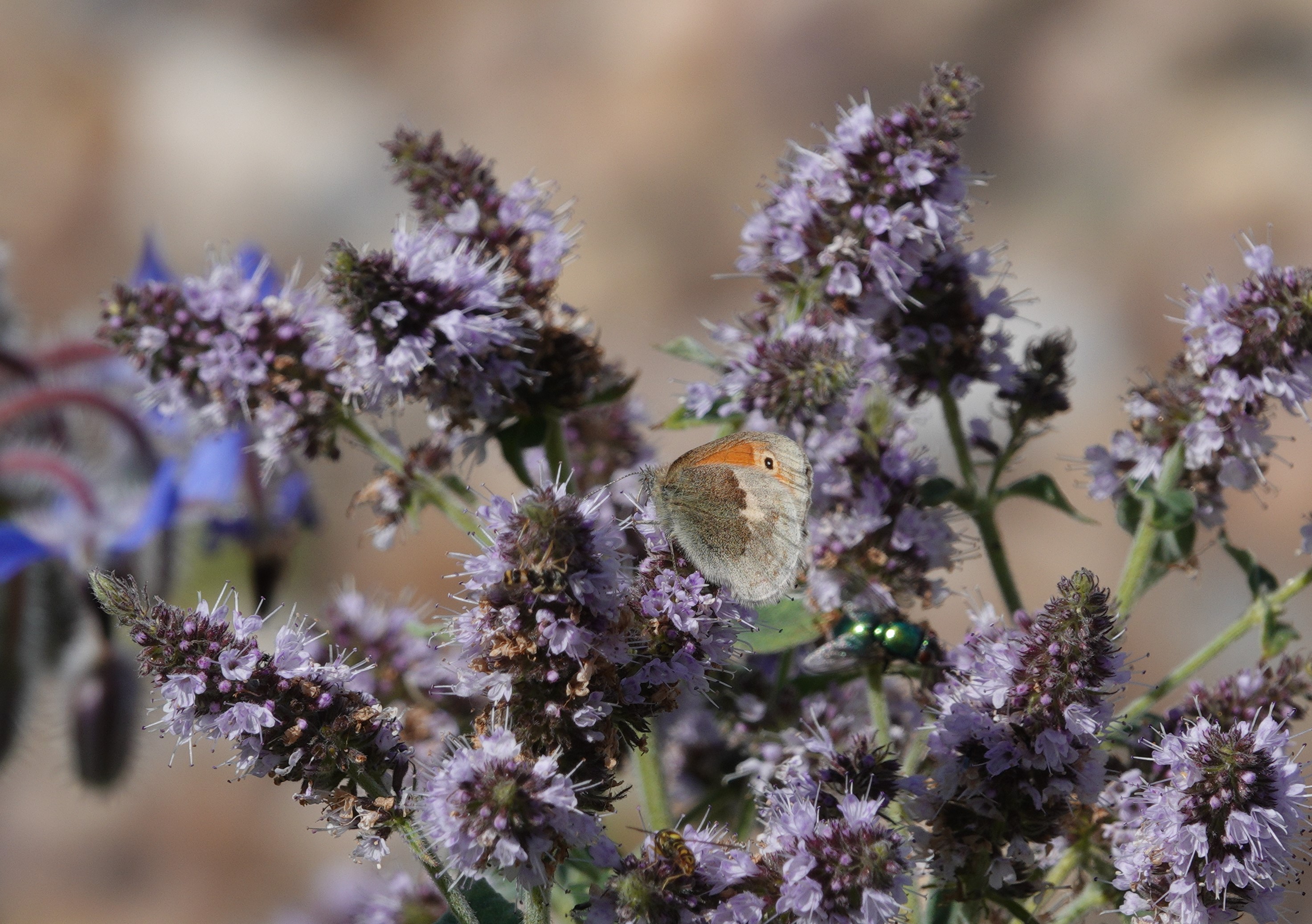 Small Heath enjoying the buddleia mint