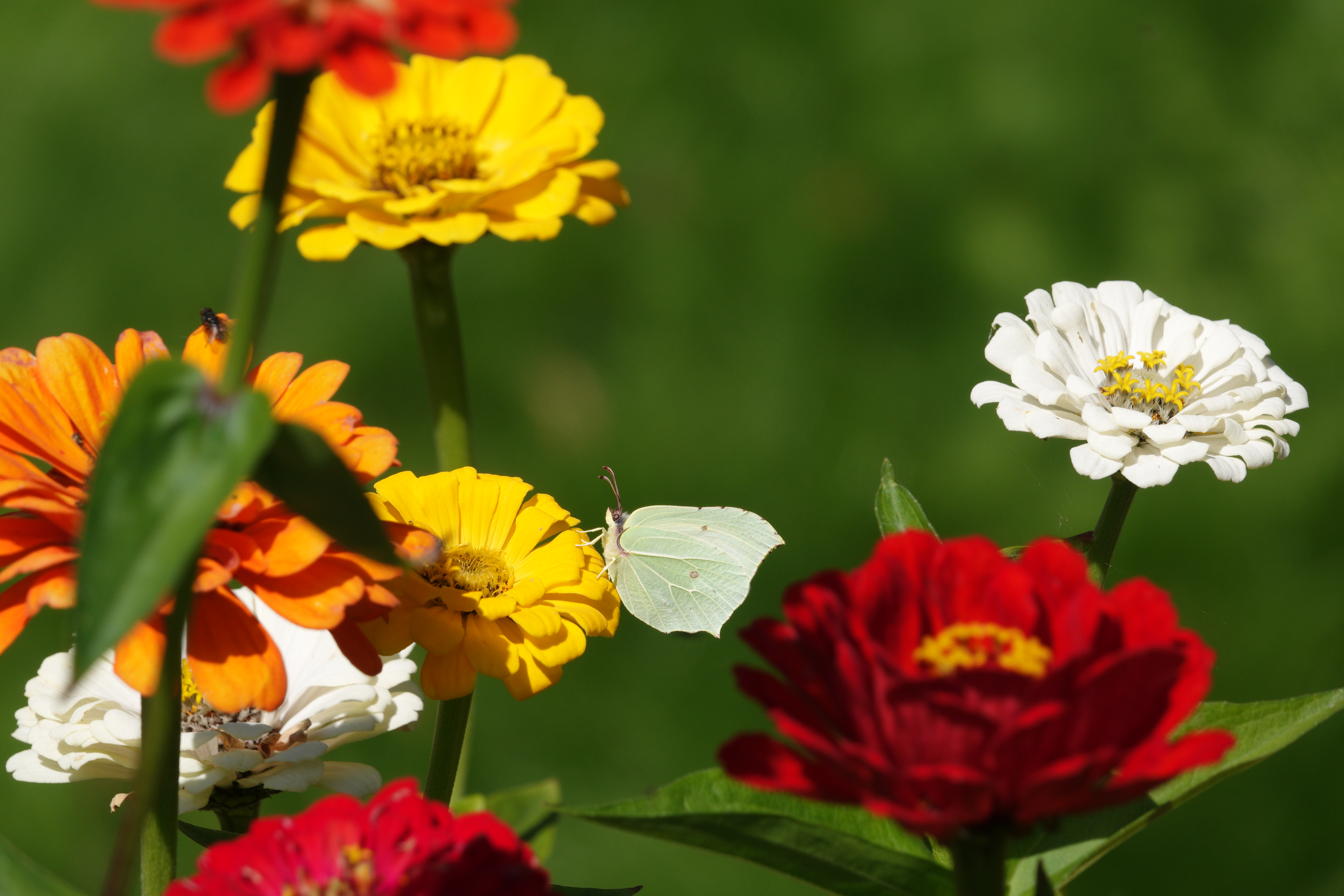 Female Brimstone sitting pretty amongst a riot of Zinnia colour