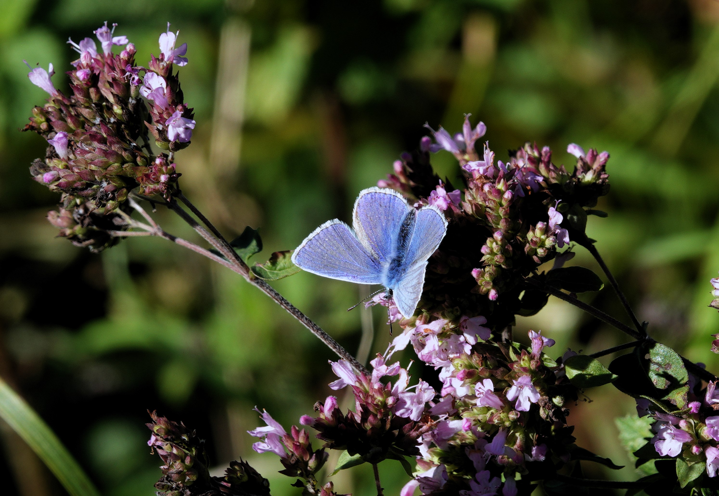 Third brood Common Blue