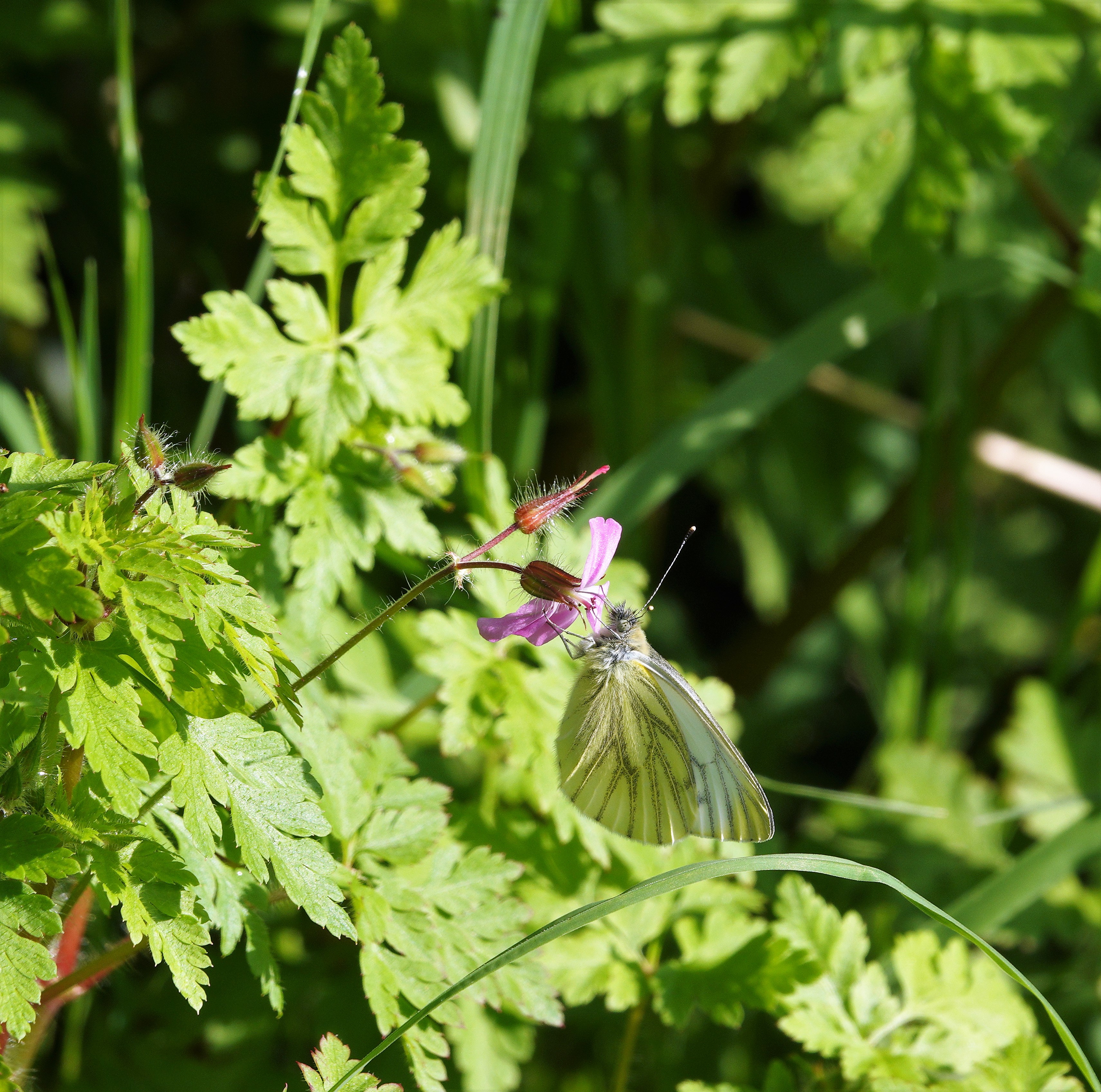 Green-veined White feeding on herb Robert