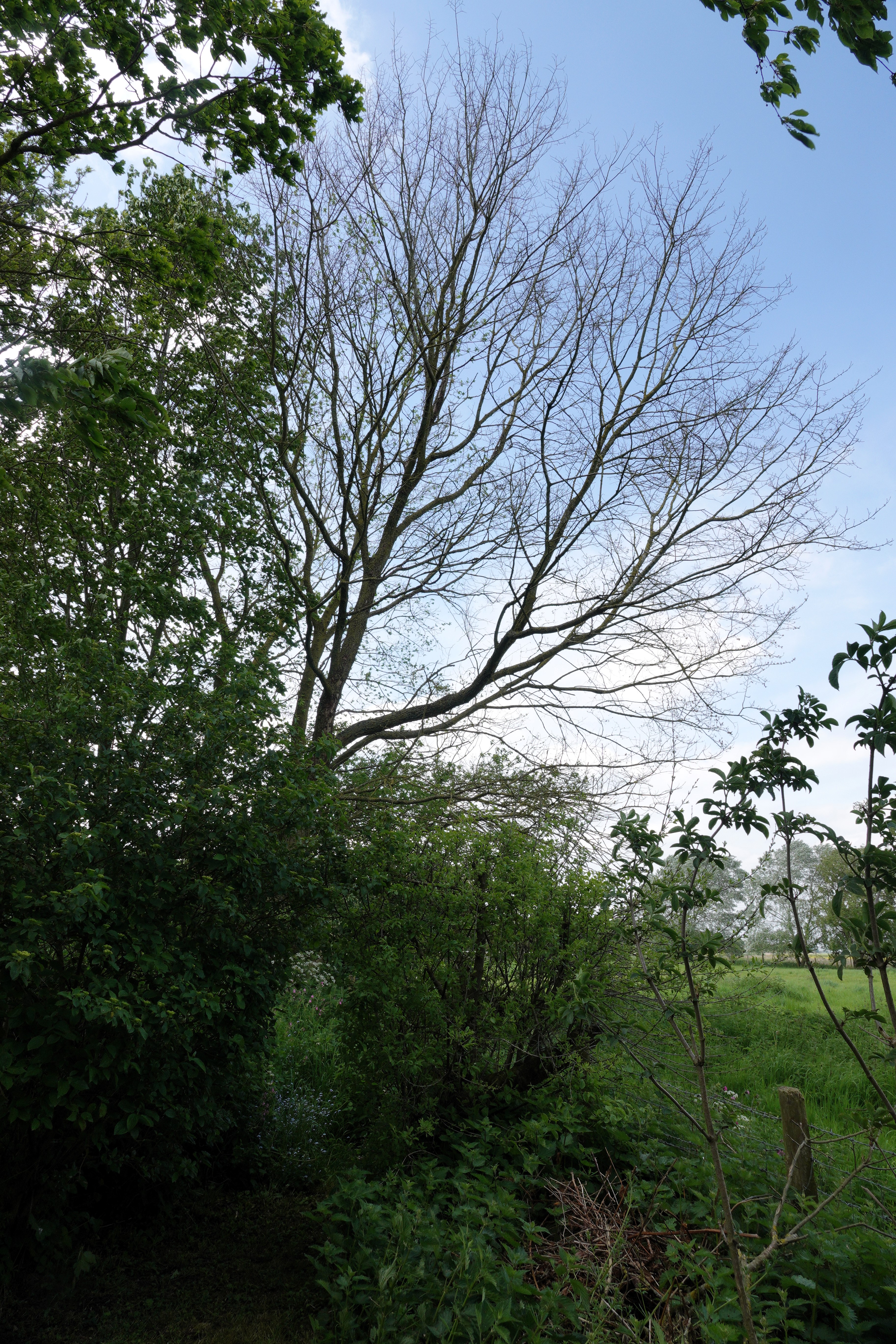 The affected elm