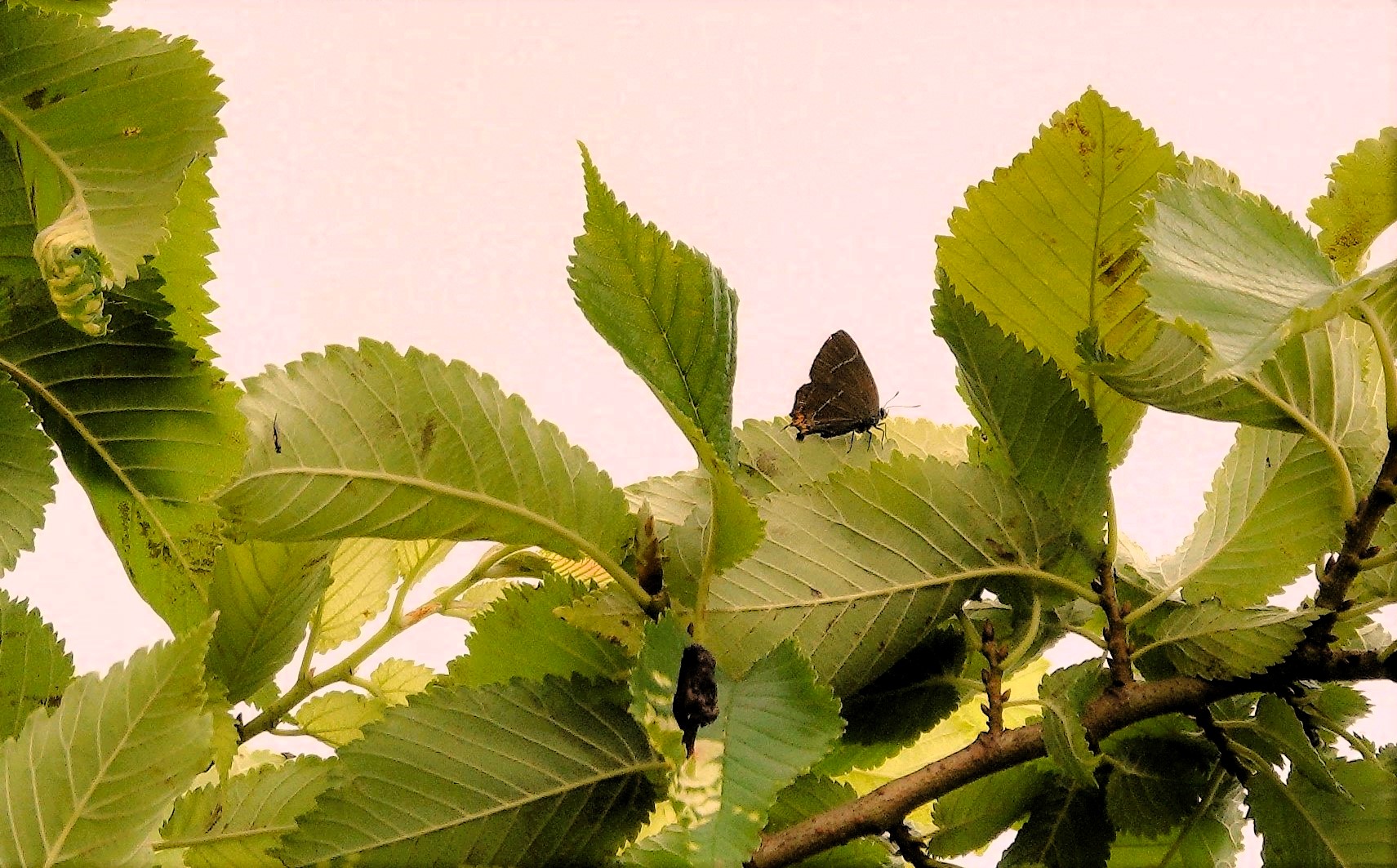 White-letter Hairstreak perched atop one of the elms last summer