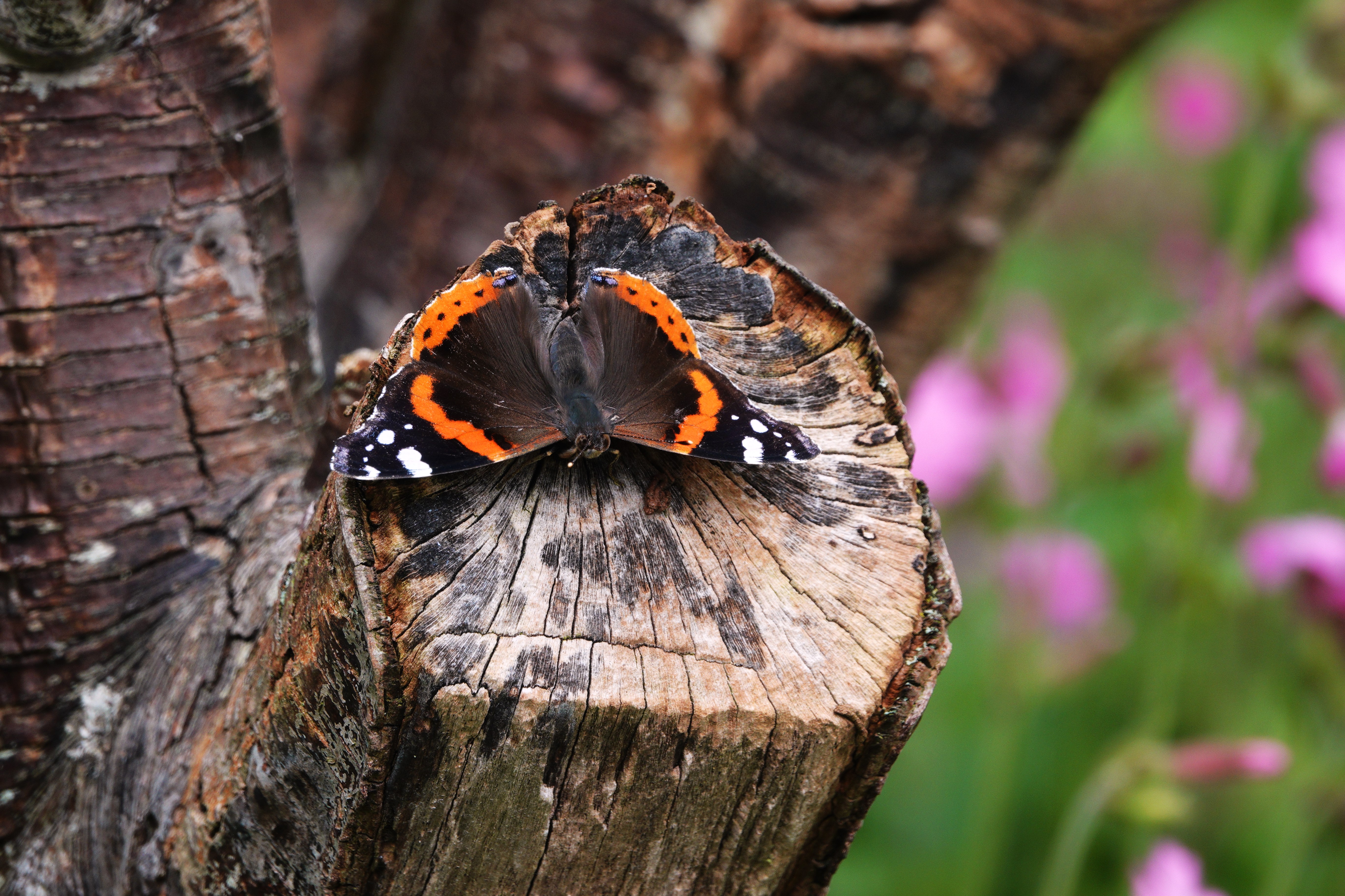 2. In view of the Silver Y immigrants, I am classing the few fresh Red Admiral seen as a new wave of migrants too.