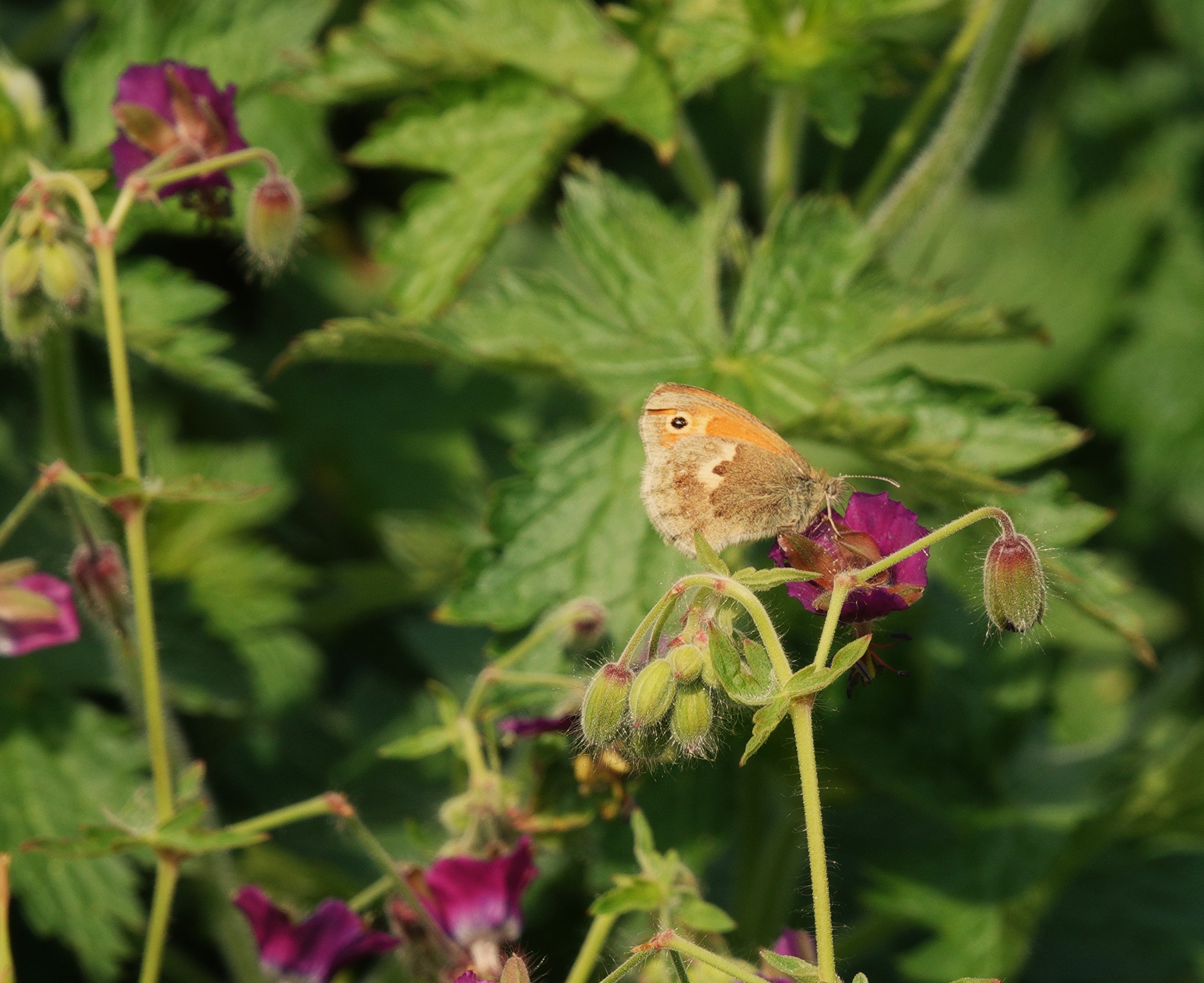 1. Small Heath, nectaring on dusky cranesbill.