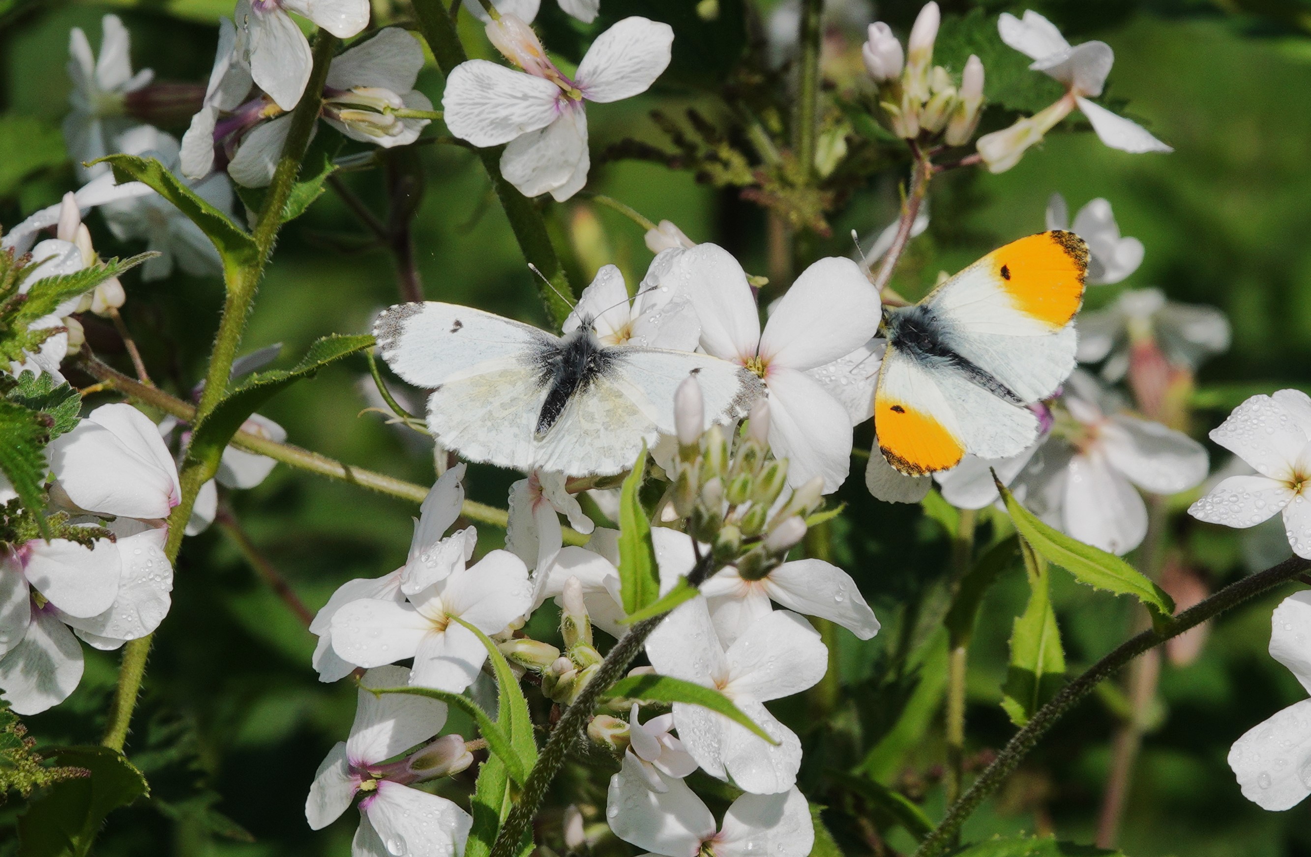 3. Female and male Orange Tip side by side.