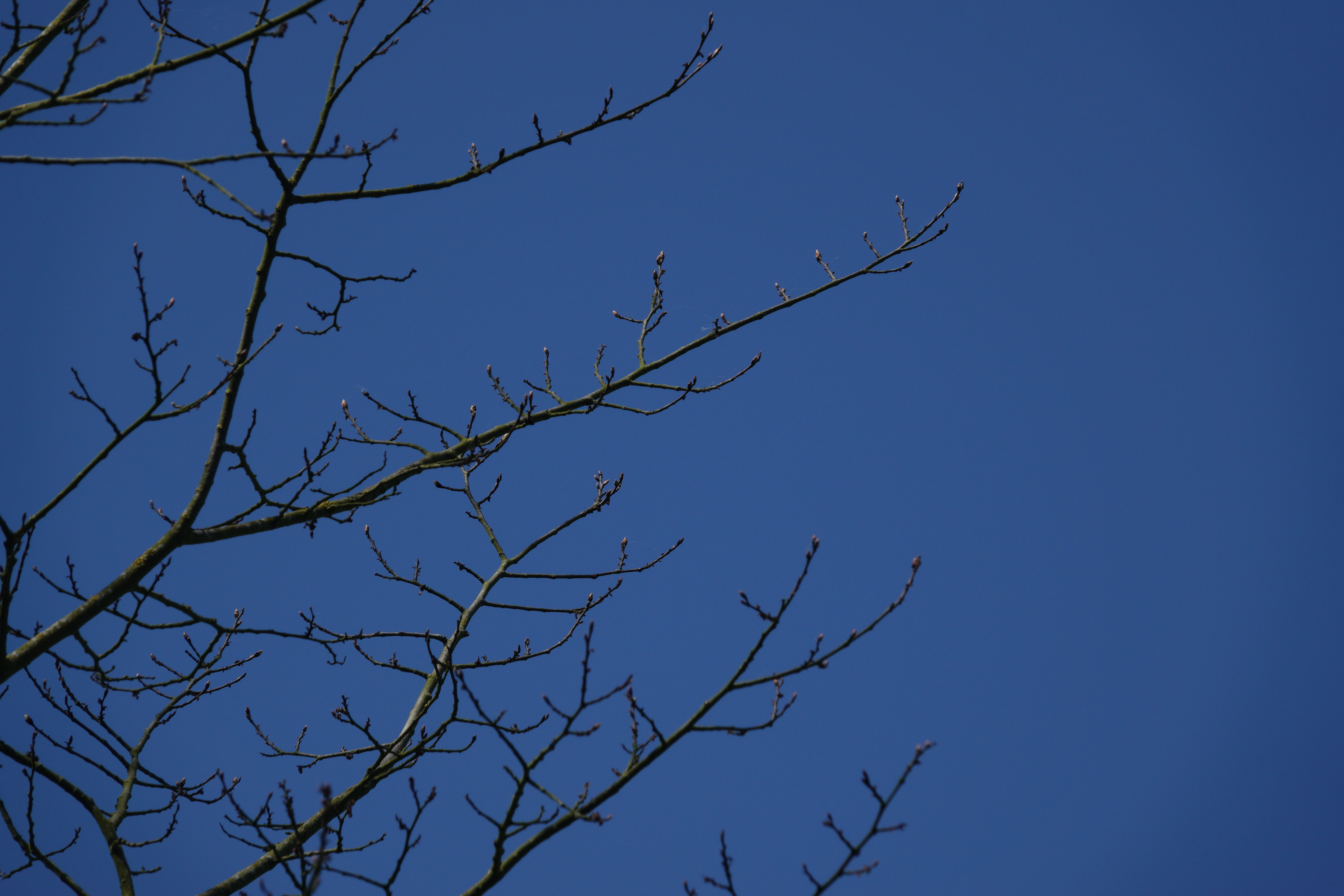 Fingers crossed the elm is making a recovery.