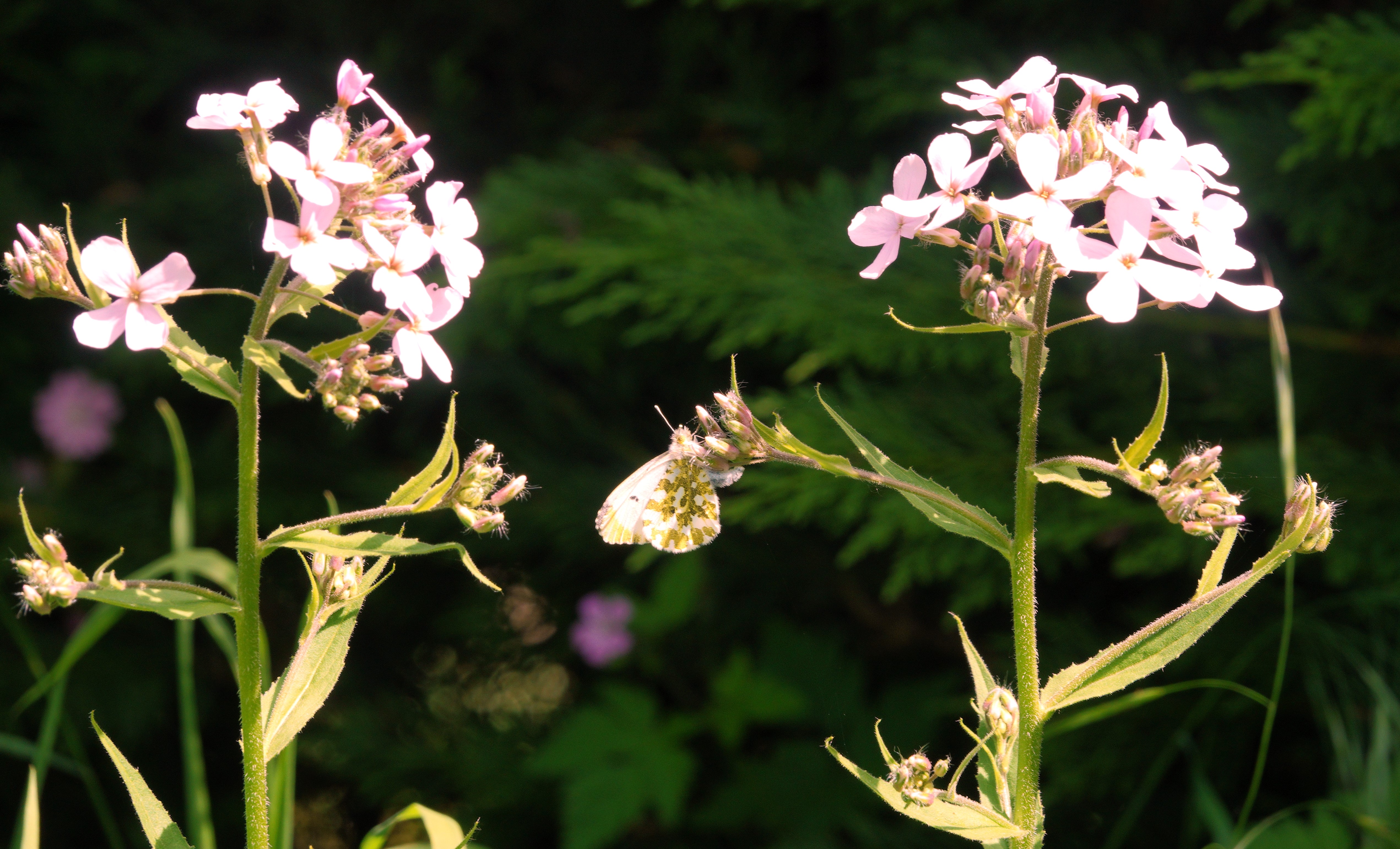 Orange Tip laying an egg on Dames-violet.