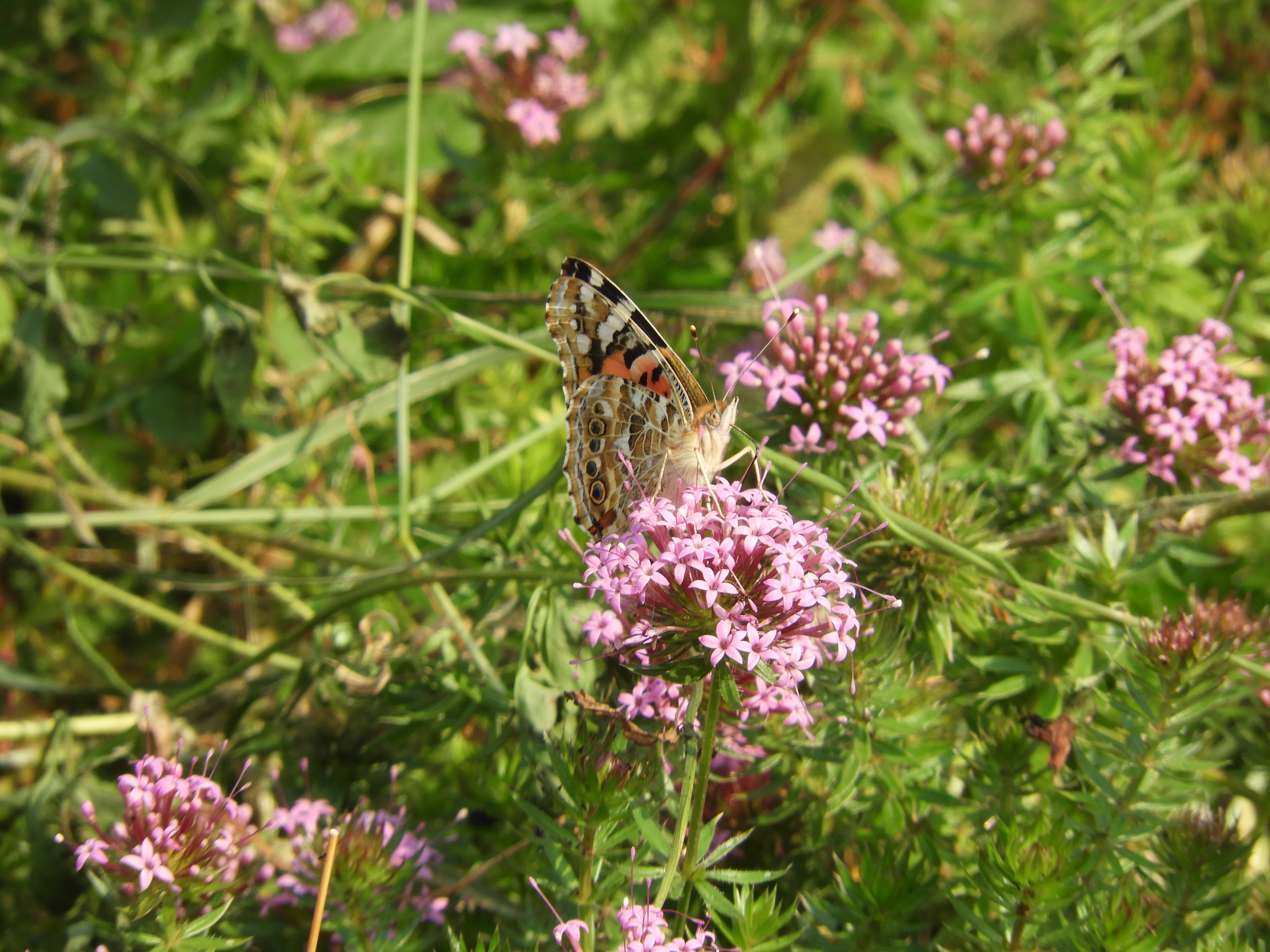 Painted Lady feeding on crosswort, having just landed from afar.