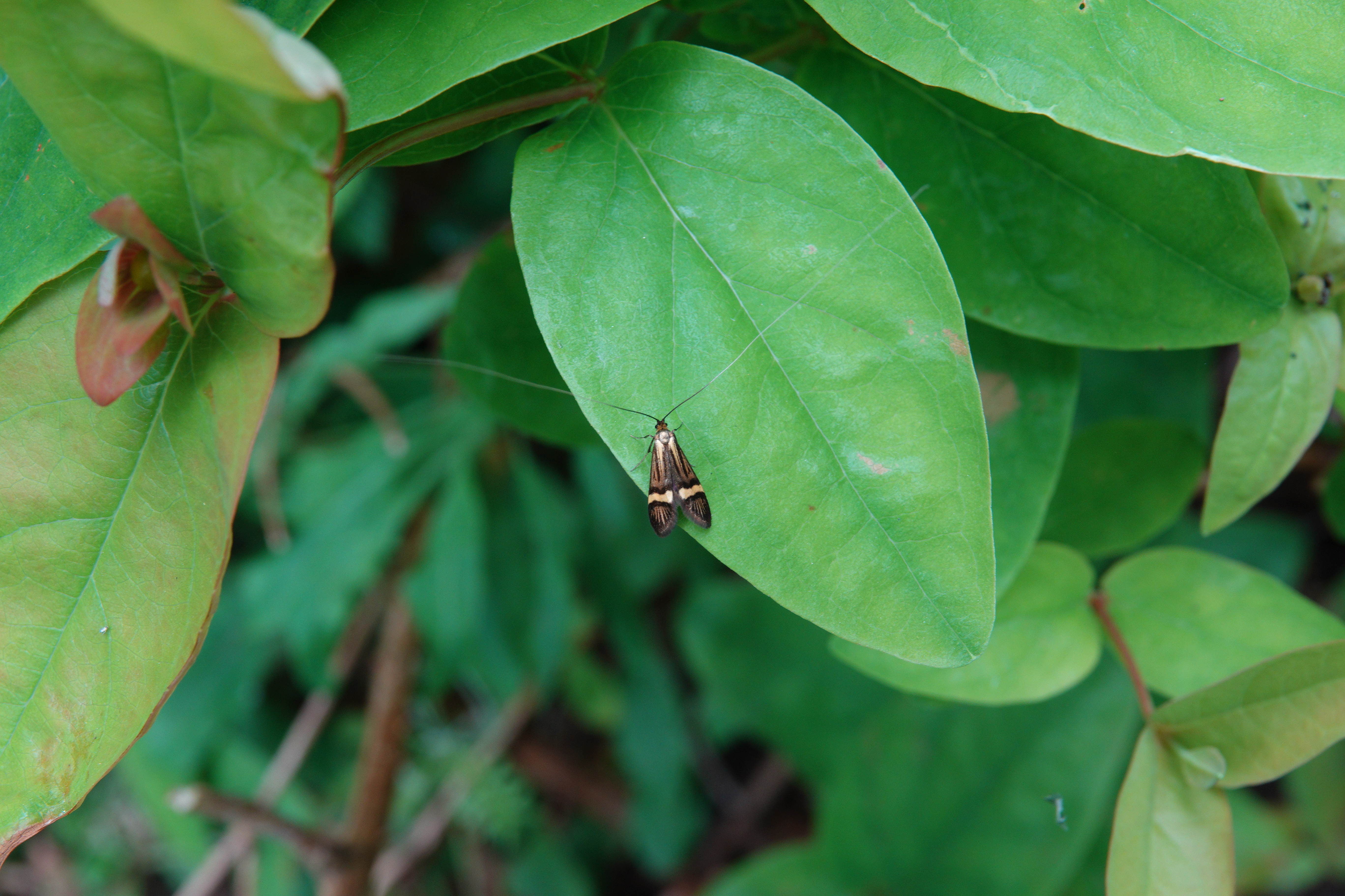 Yellow-barred Longhorn with its incredibly long antennae