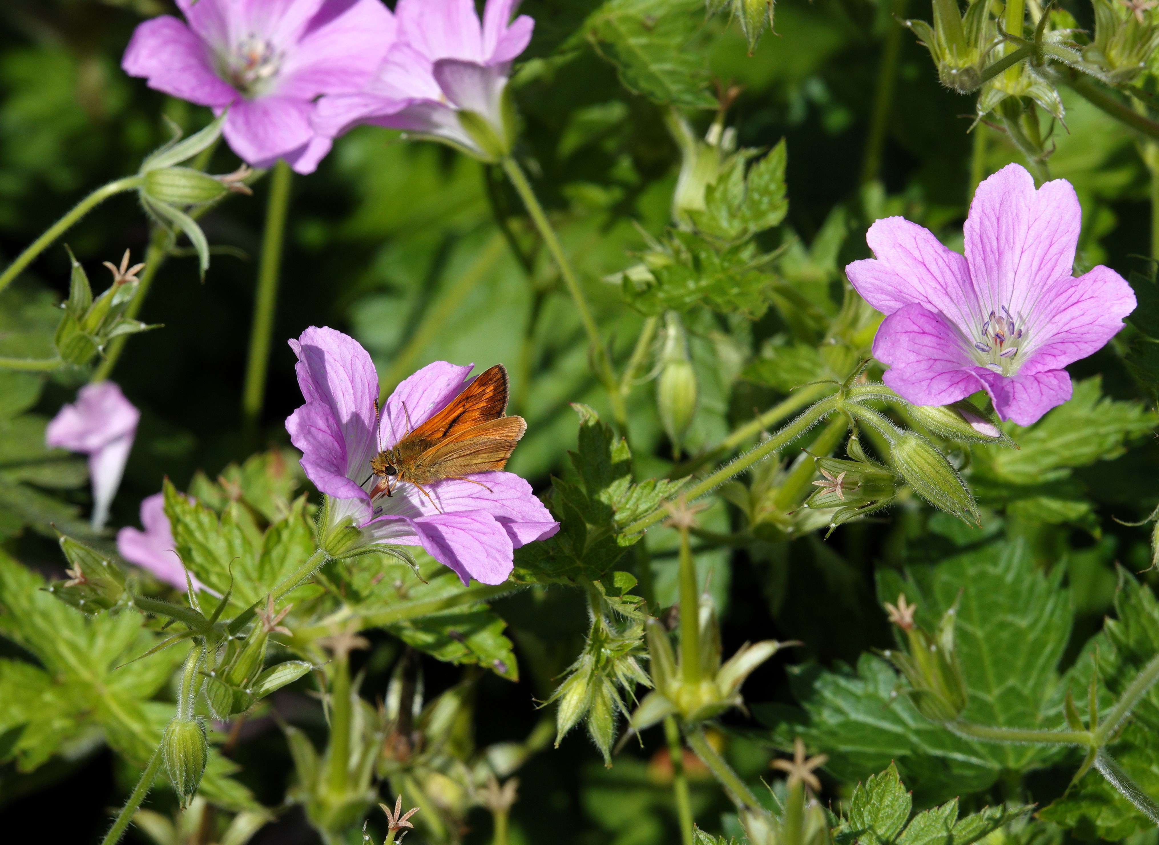 Male Large Skipper nectaring on cranesbill
