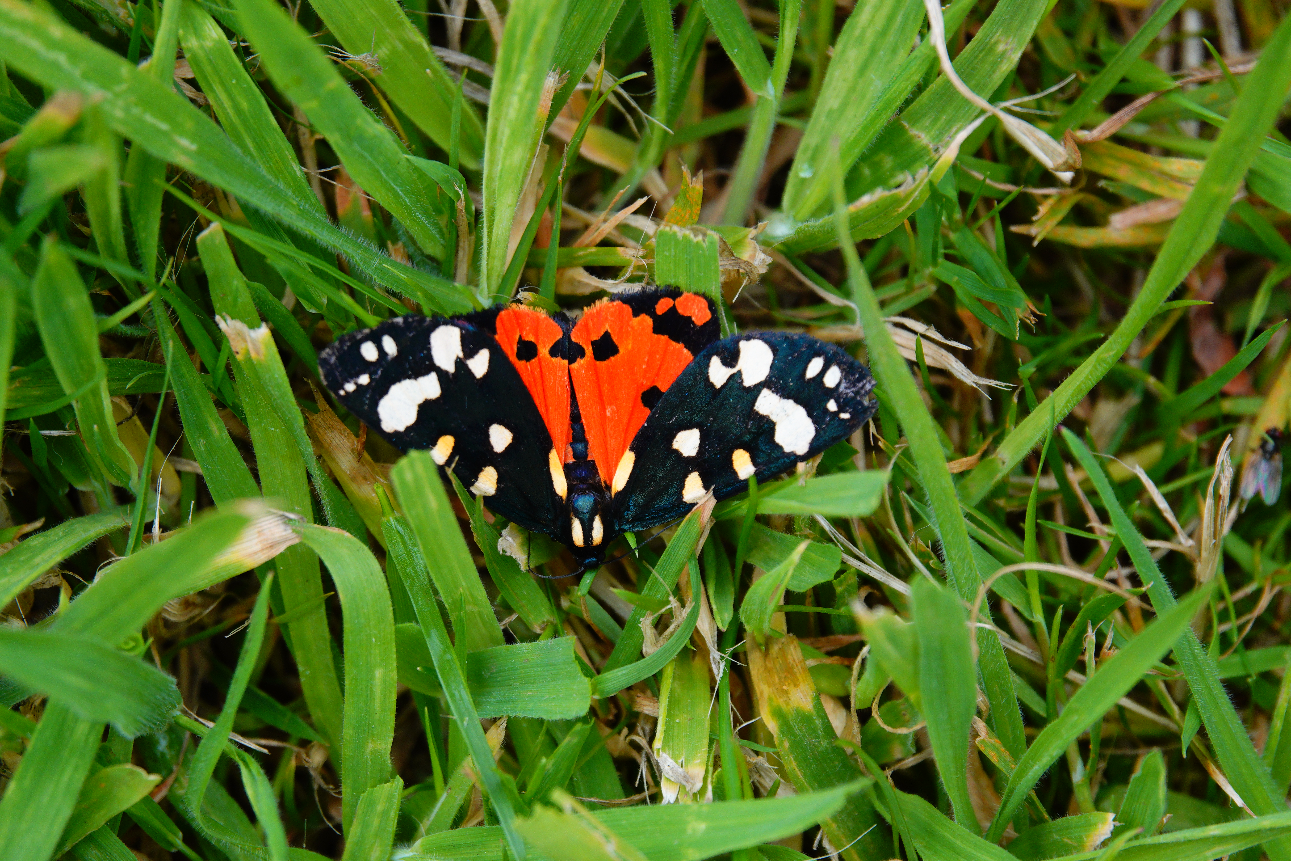 Scarlet Tiger - two of these wonderful day-flying moths have been seen so far.