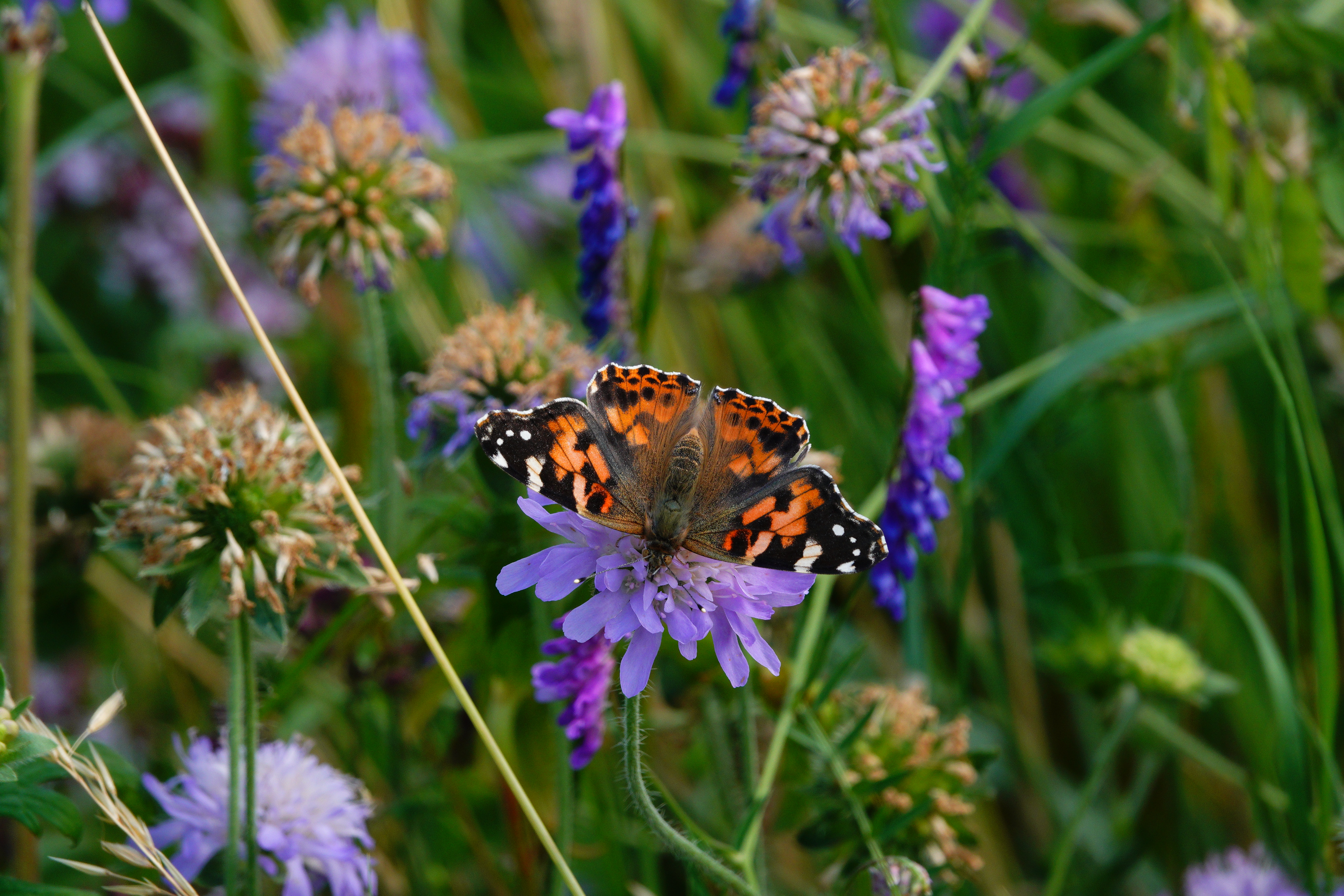 Painted Lady dark individual