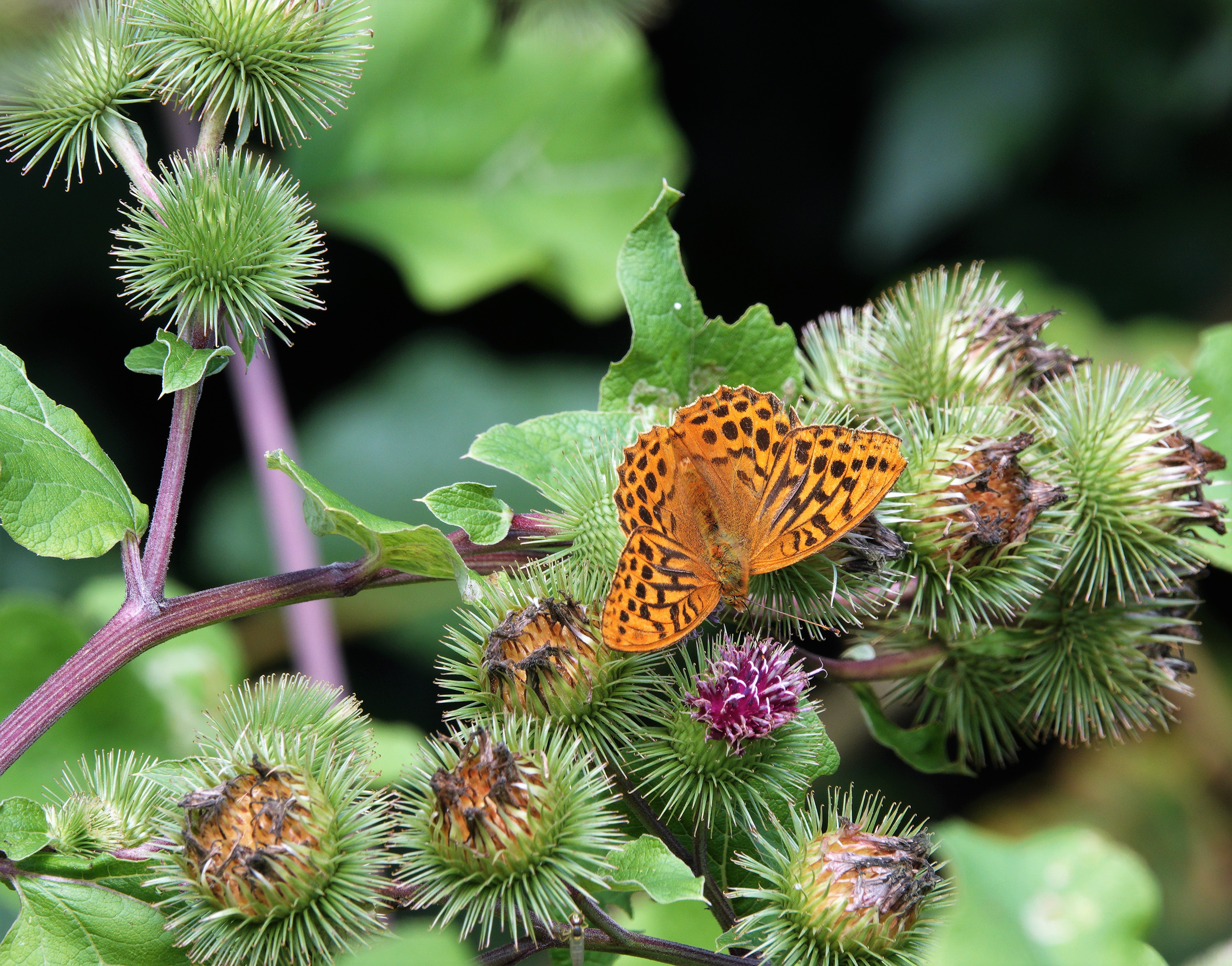 Silver-washed Fritillary male,  feeding on burdock