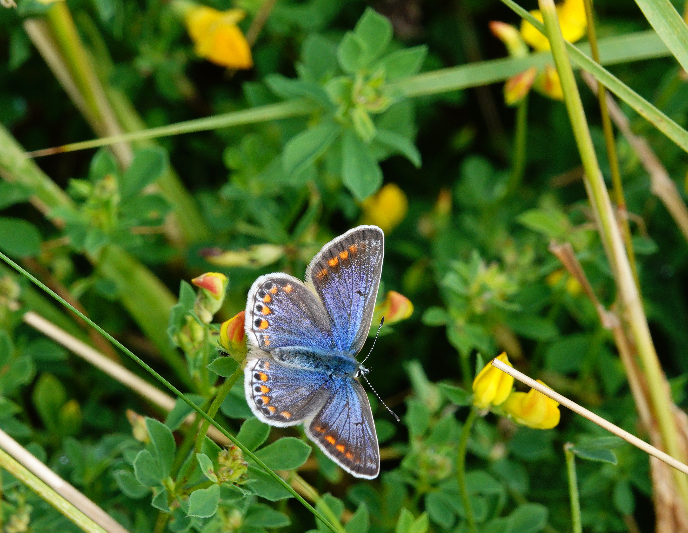 The blue form of the female Common Blue