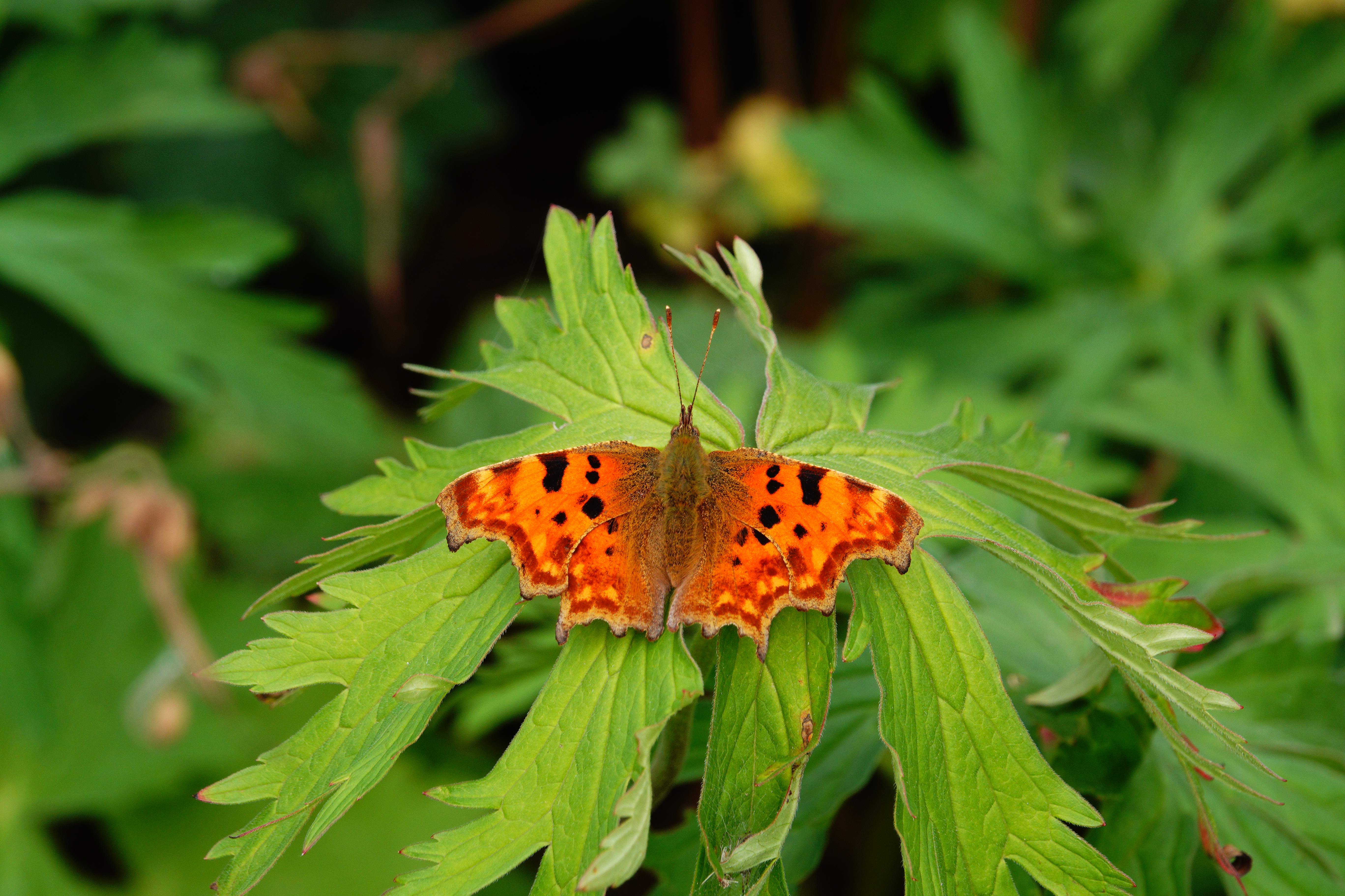 First female of the autumn brood Commas