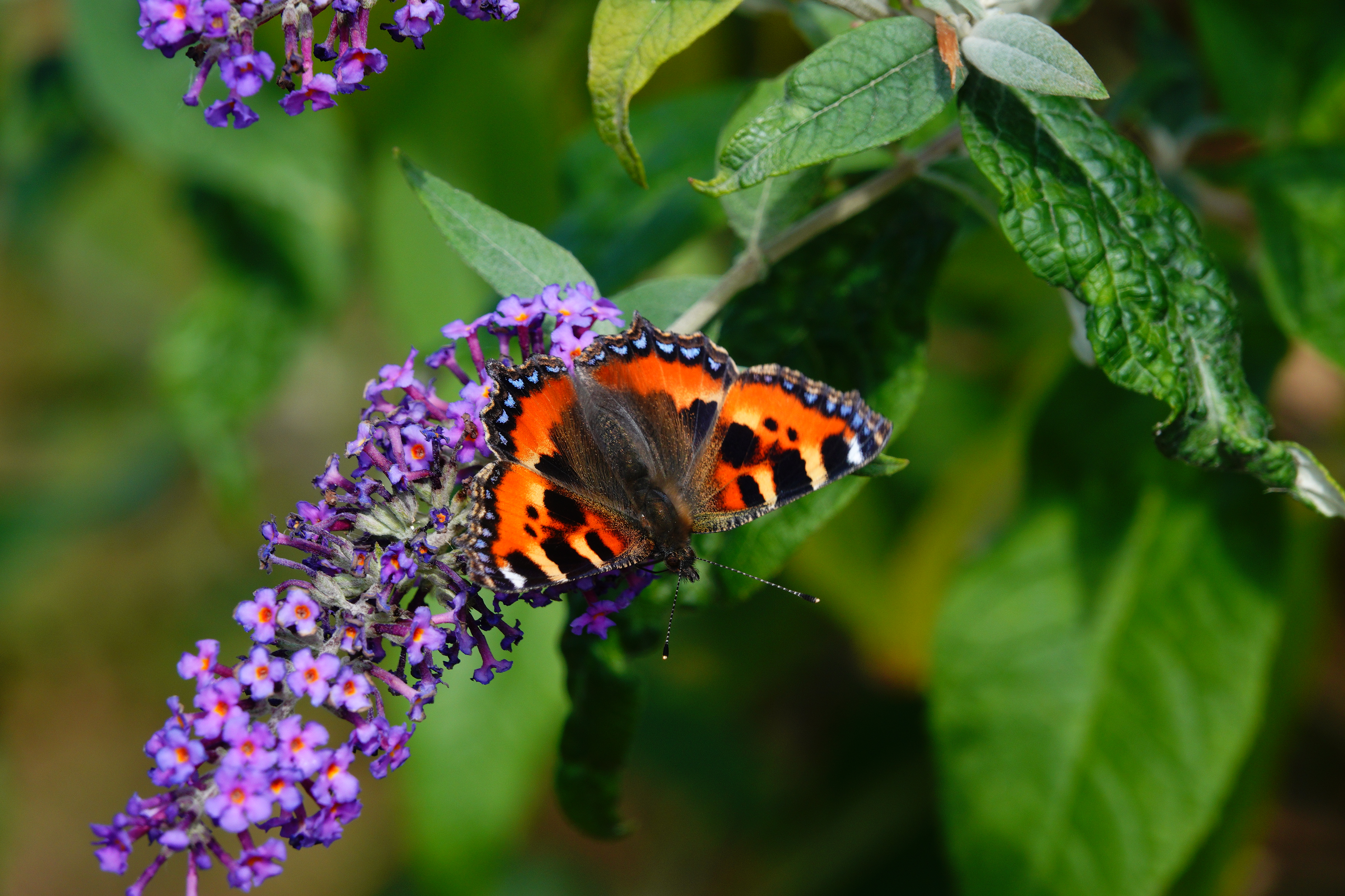 Small Tortoiseshell aberration with much enlarged and darker forewing patch