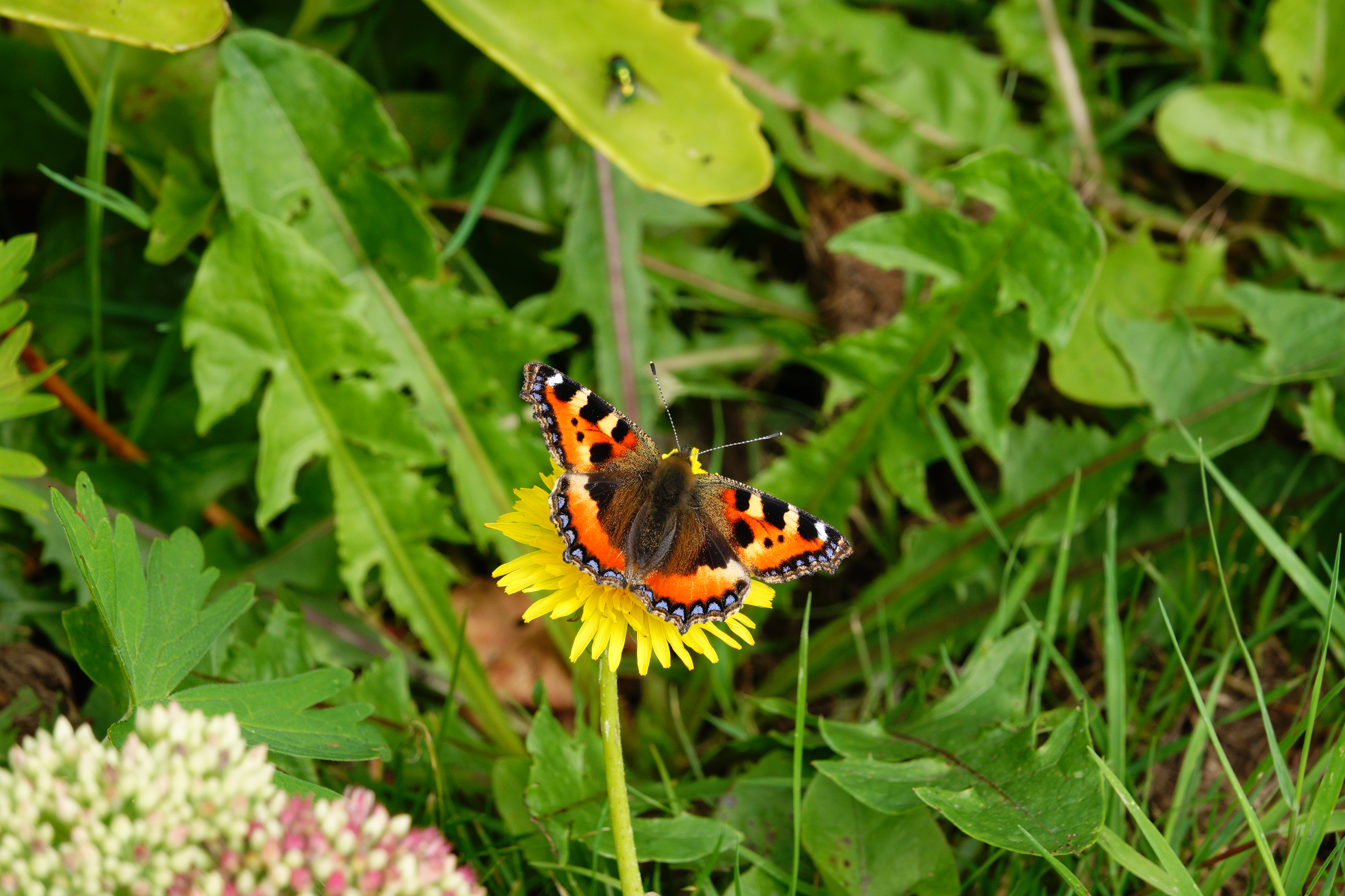 Typical Small Tortoiseshell