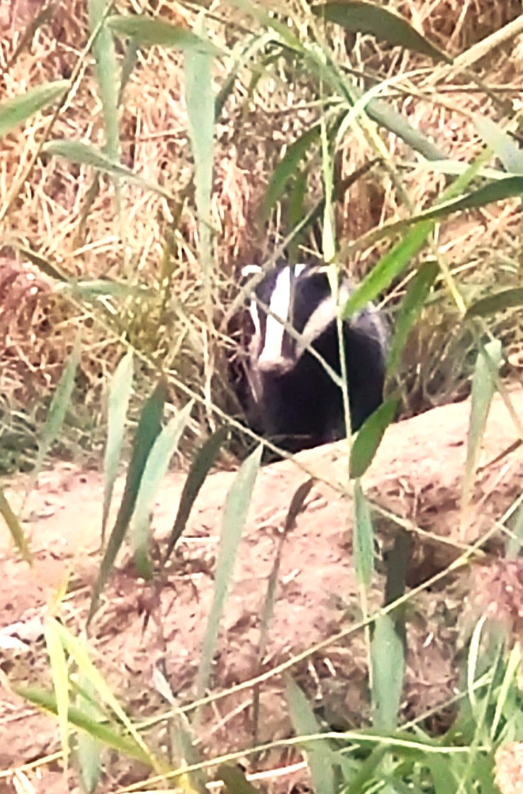 badger emerging from sett