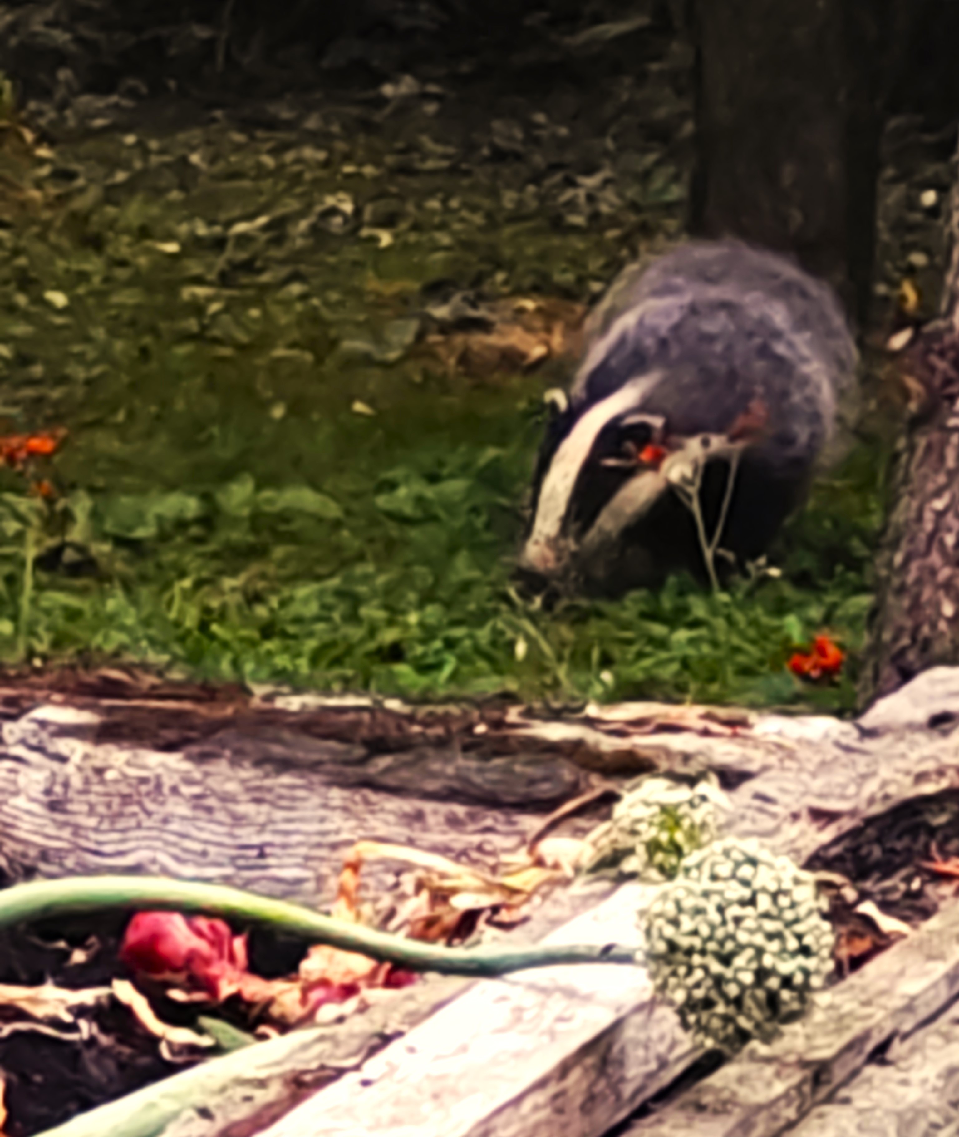 sniffing out fallen plums and apples