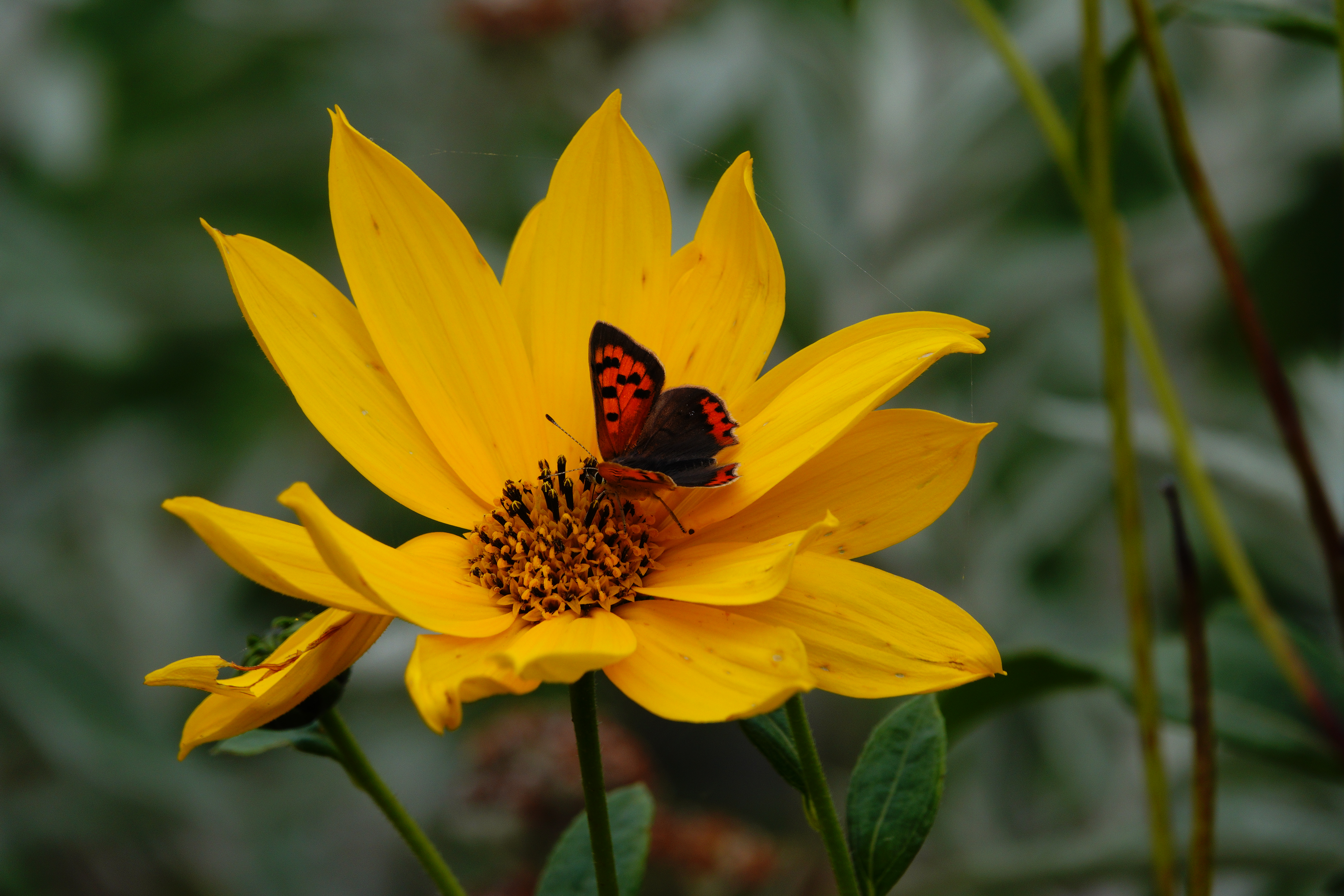 Third brood Small Copper nectaring on coreopsis