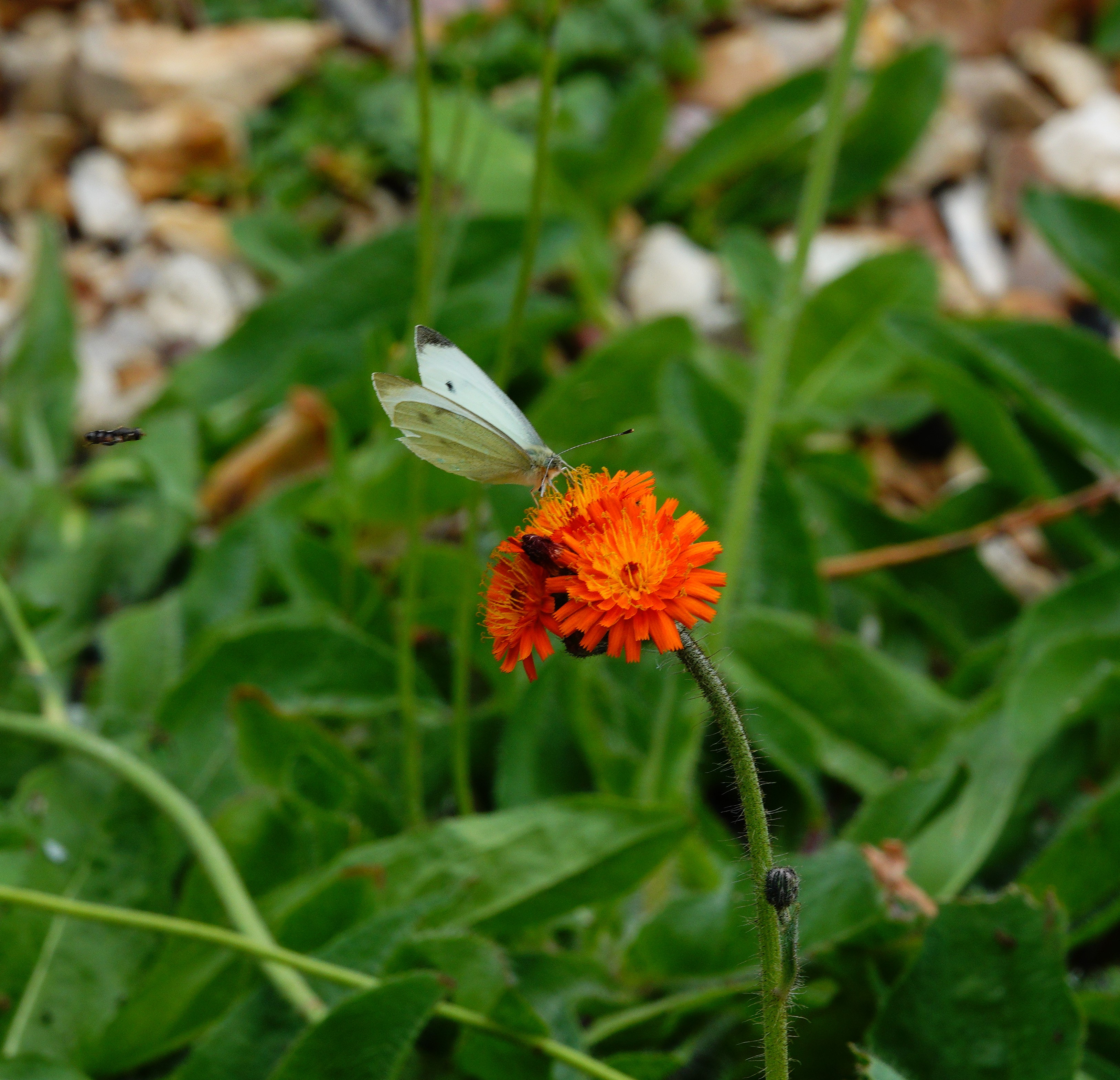Small White nectaring on fox and cubs