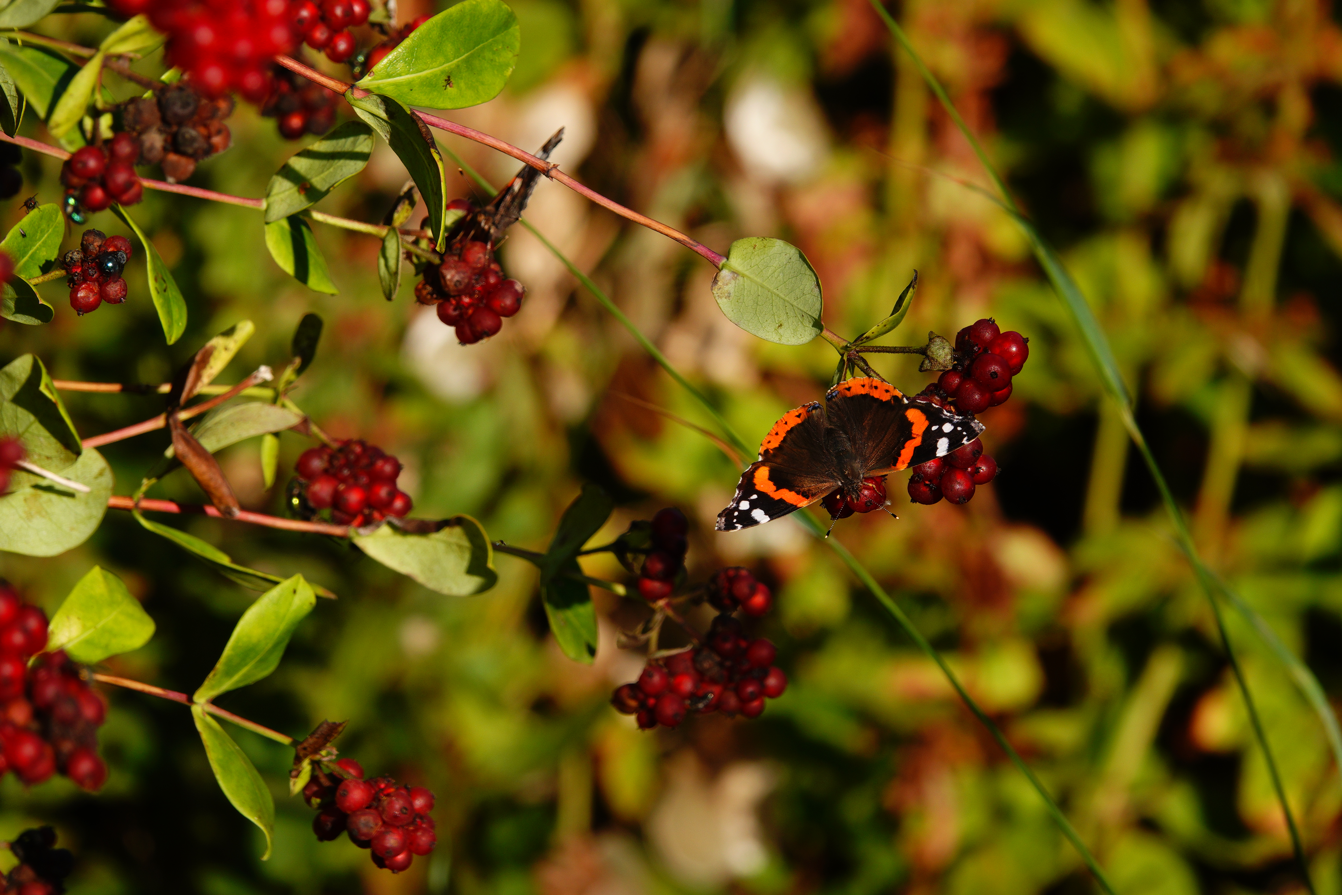Two of the many Red Admirals taking advanatage of the  honeysuckle berries