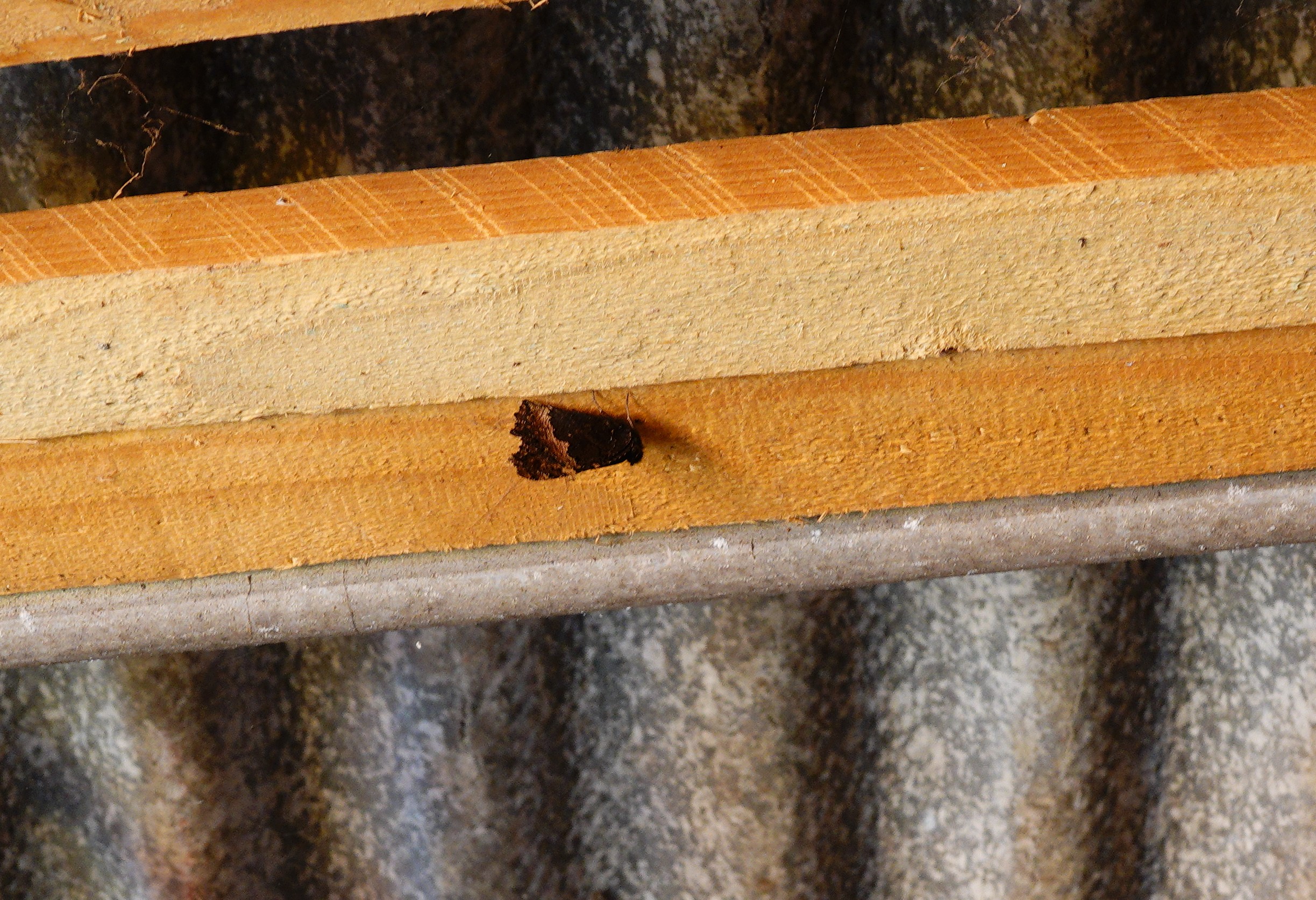 Small Tortoiseshell hibernating
