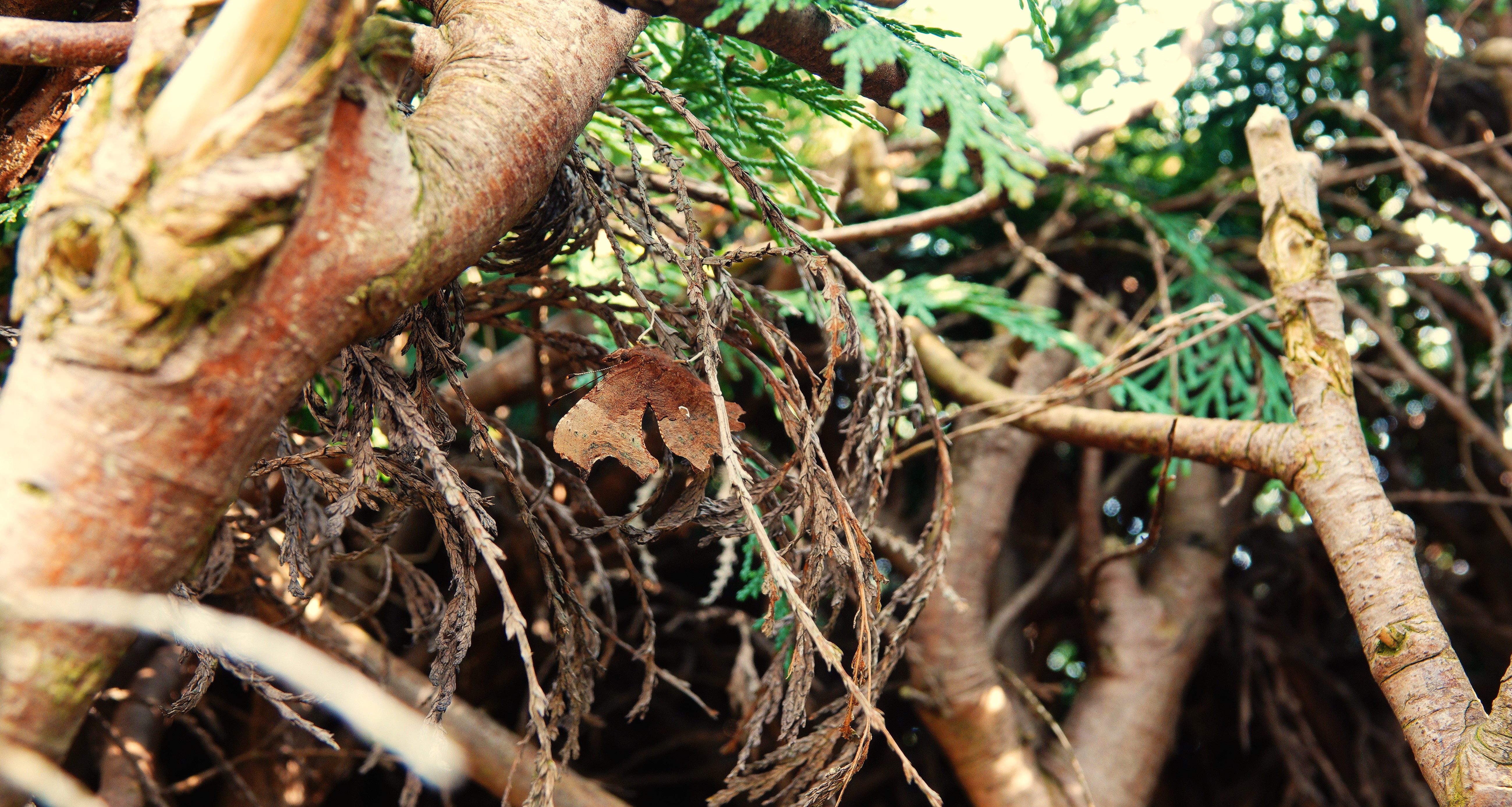 1. Comma concealed amongst dead conifer twigs