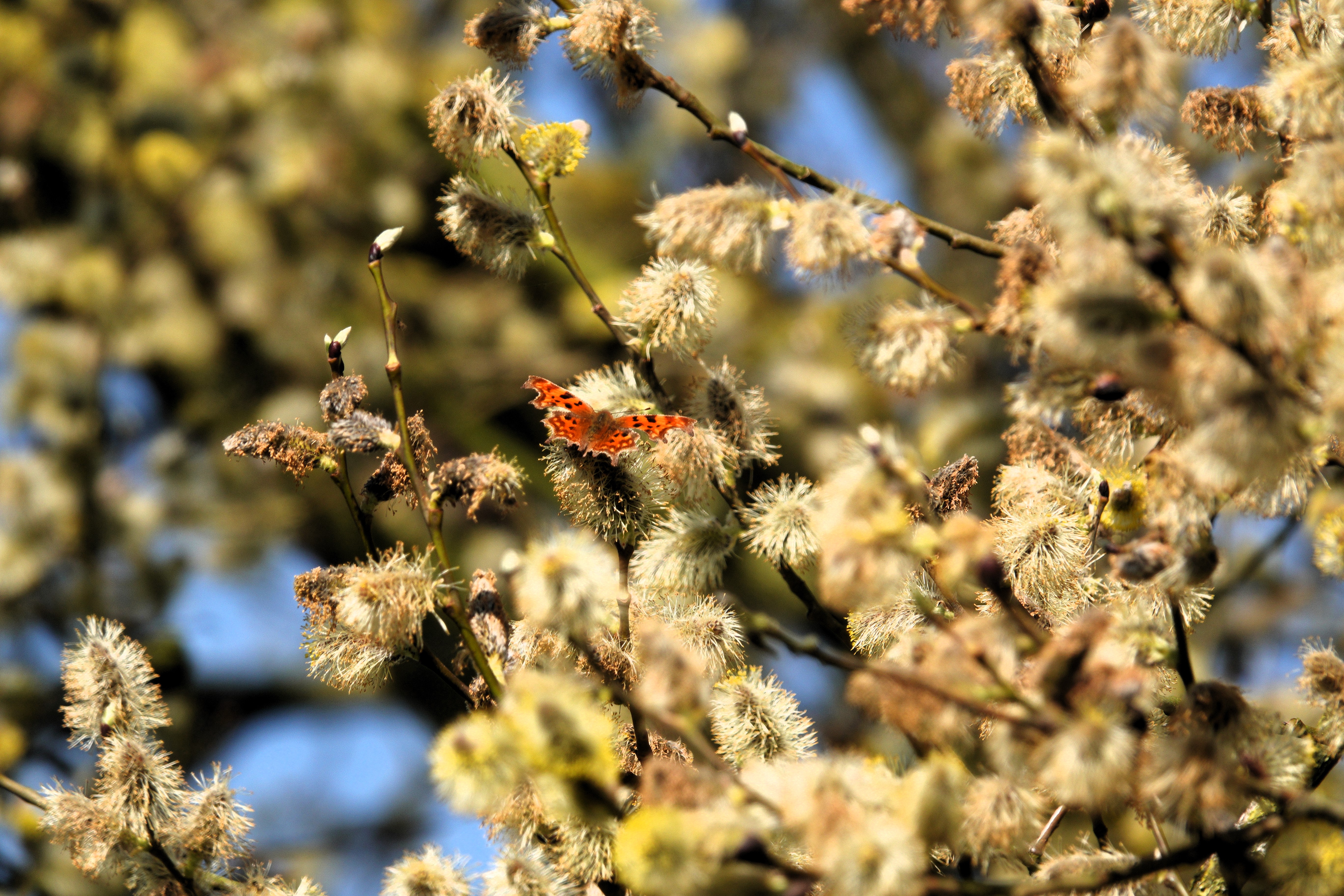 2. Comma feeding on pussy willow