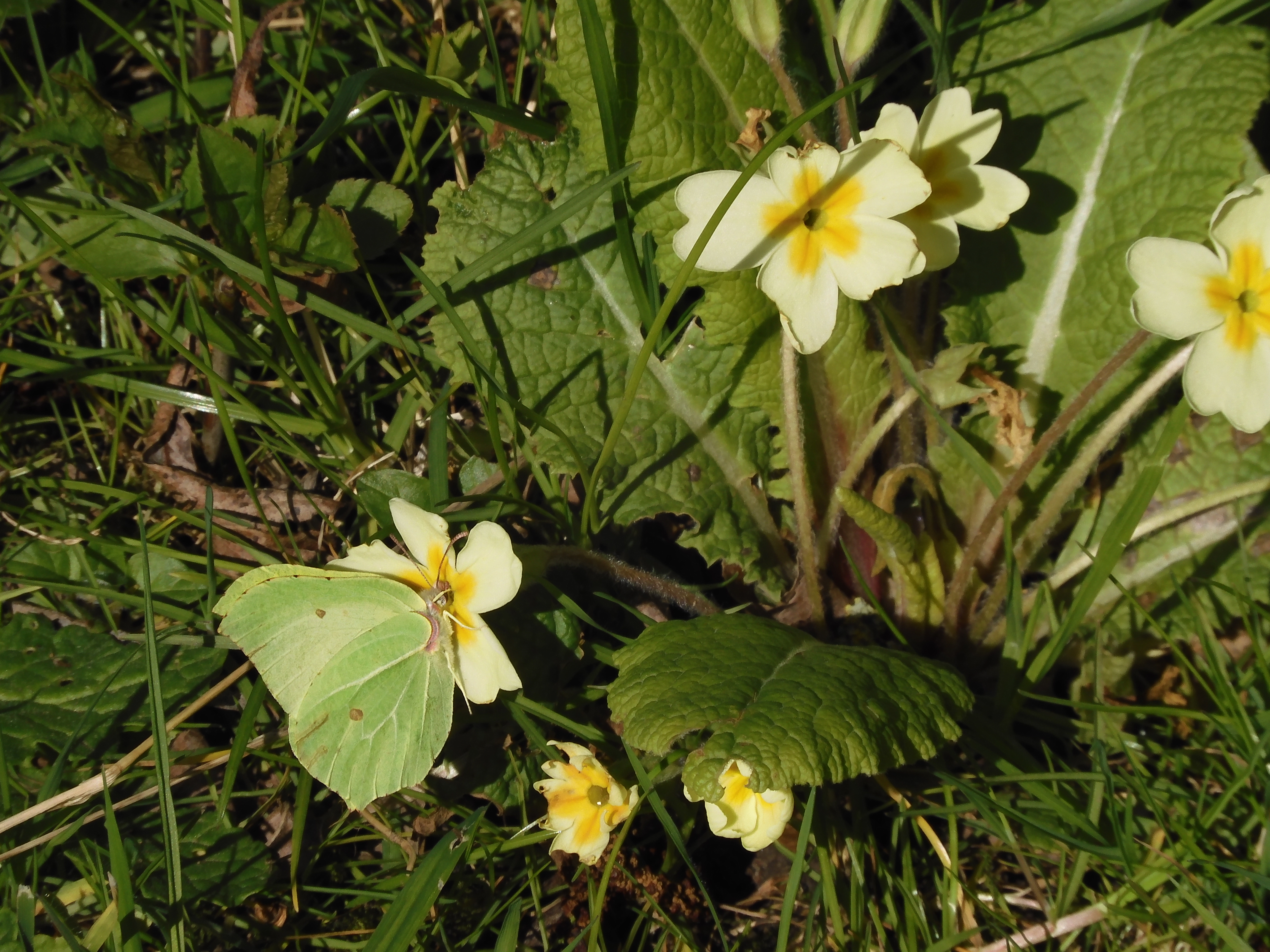 3. Male Brimstone feeding on primrose