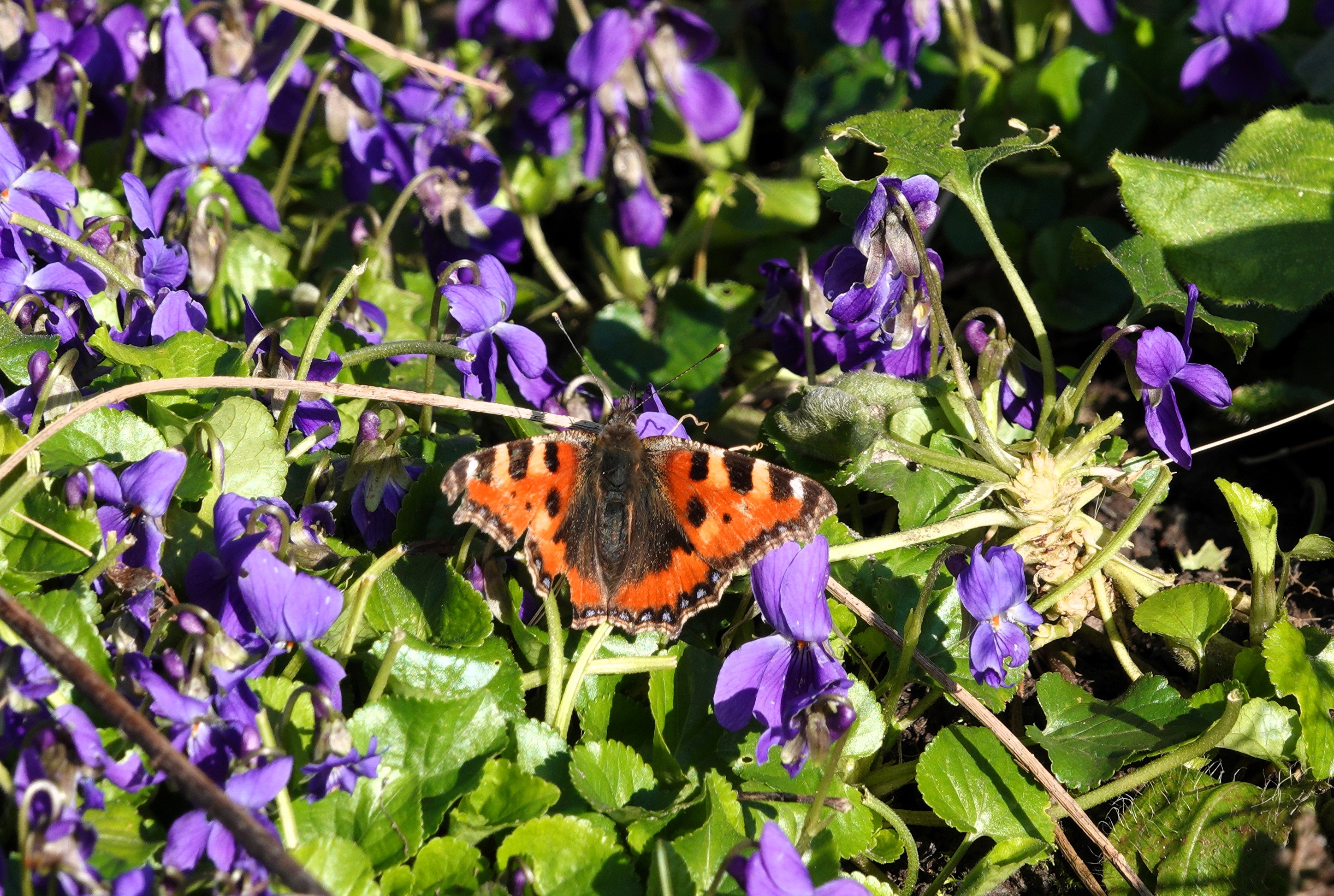 4. Small Tortoiseshell feeding on violets