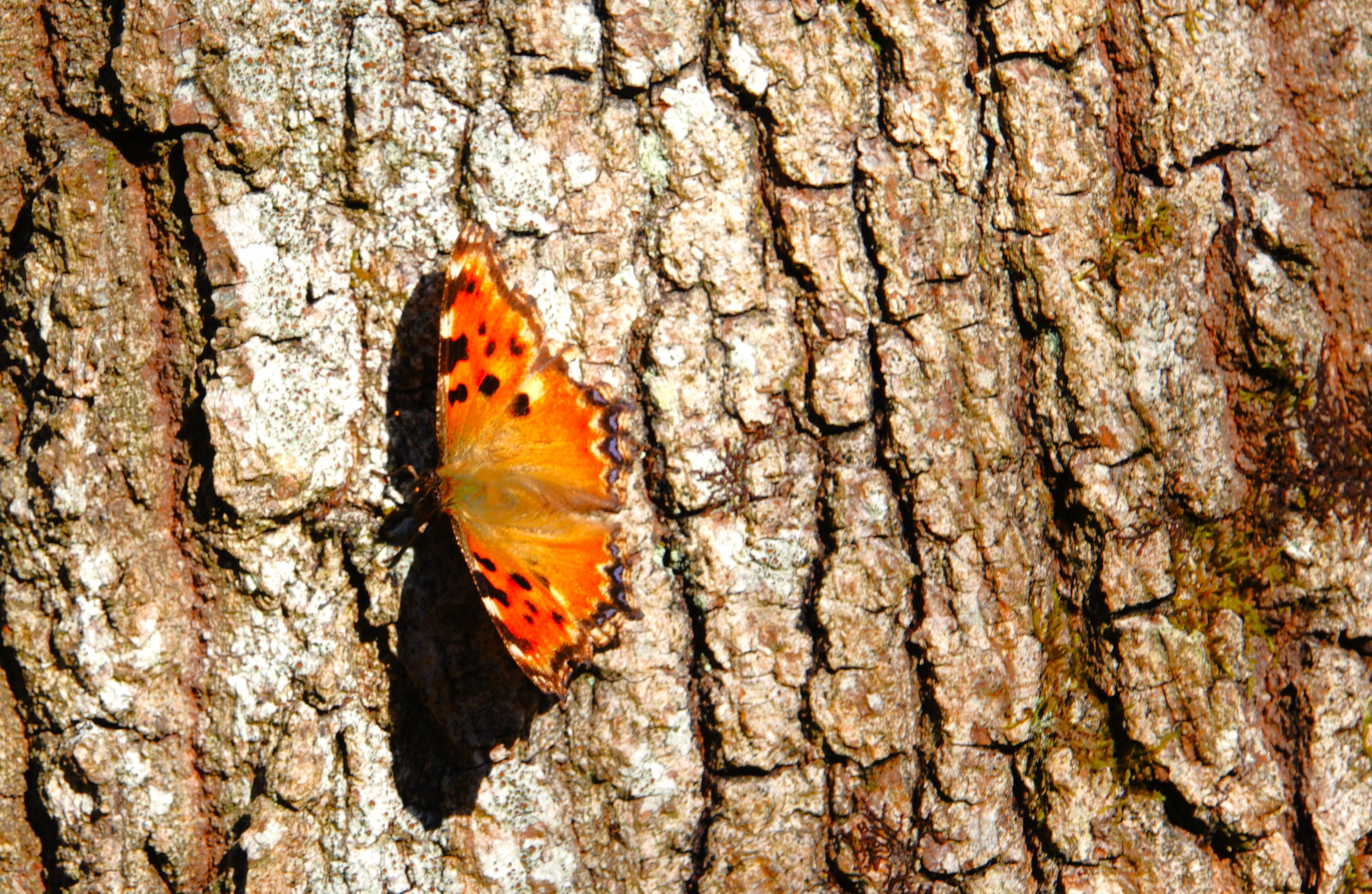 1. The Large Tortoiseshell delights in sunning itself on tree trunks