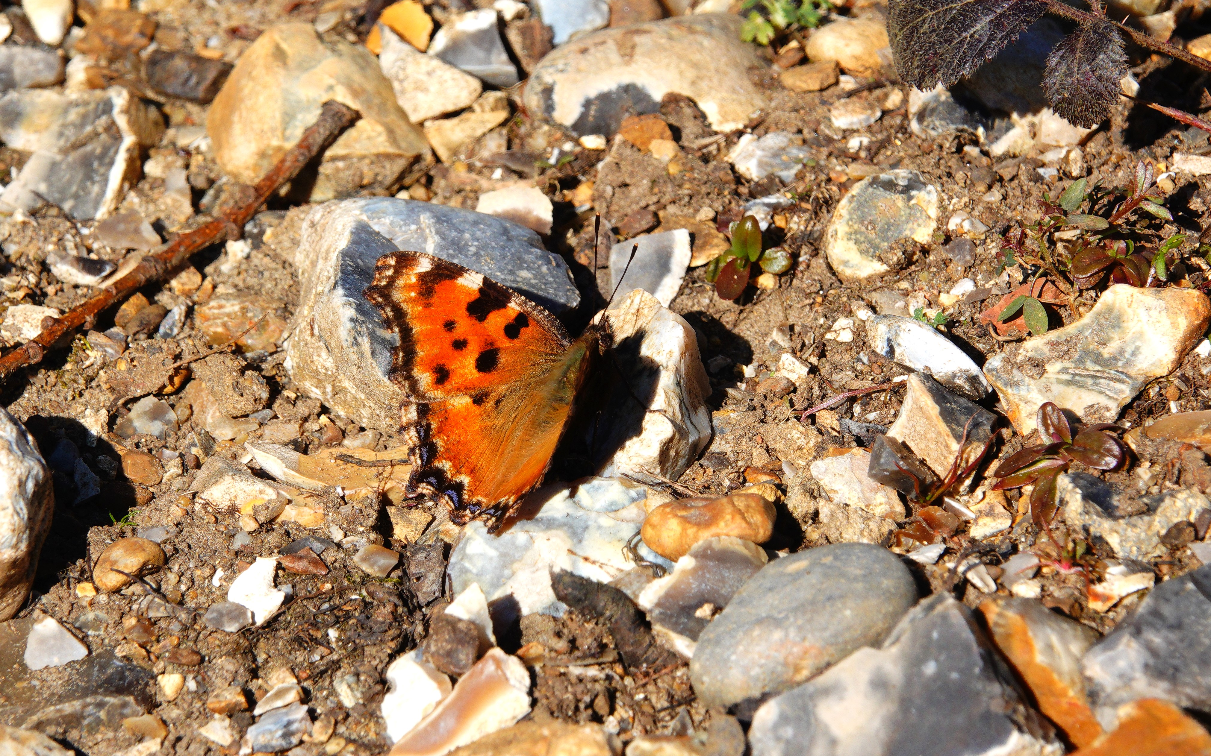 2. Large Tortoiseshell basking on the ground