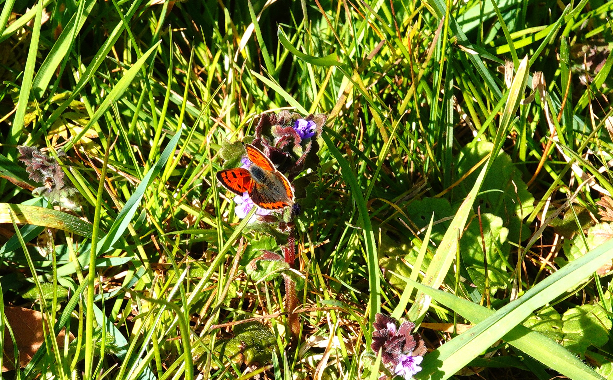 Small Copper enjoying the nectar of ground ivy