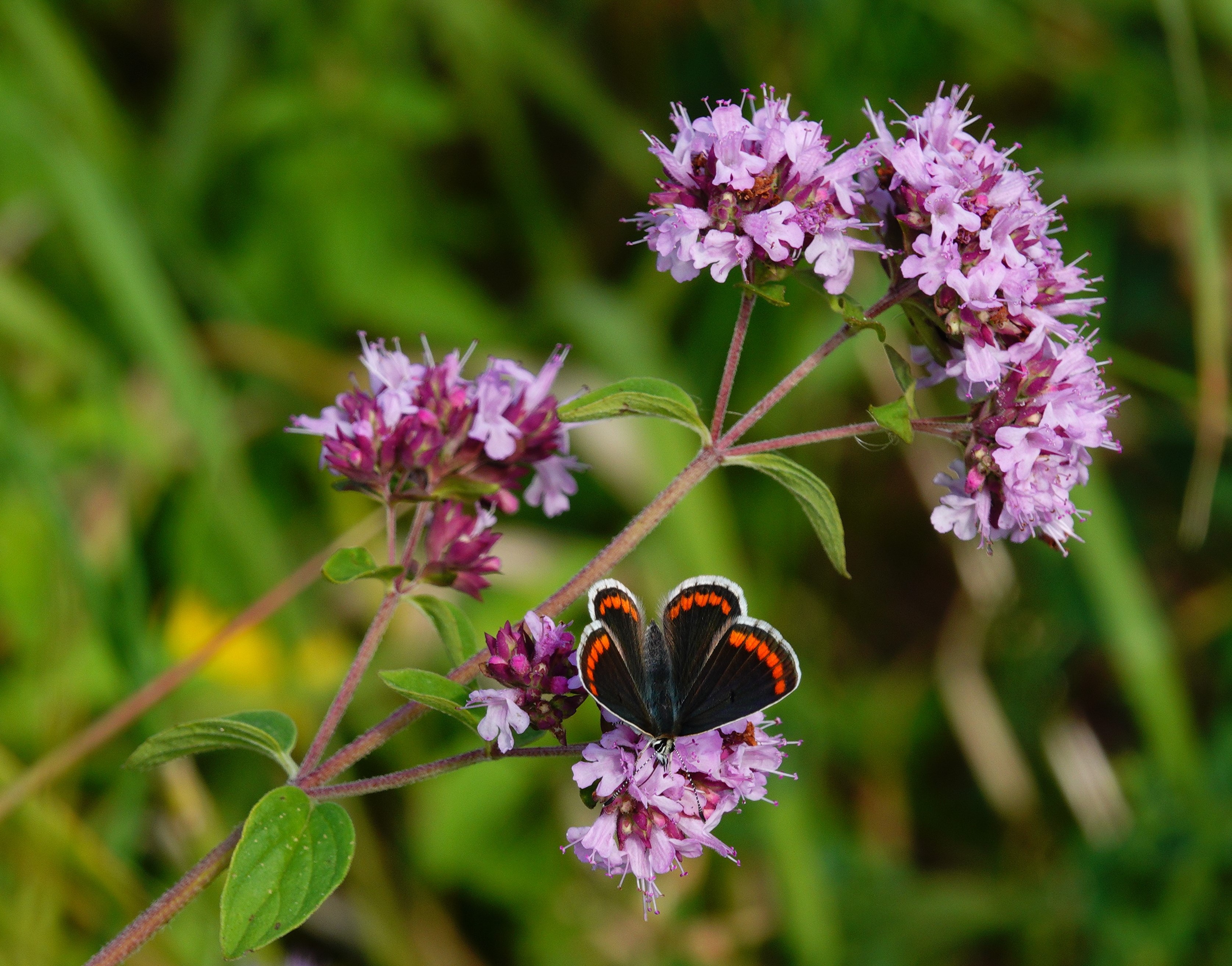 Brown Argus feeding on marjoram