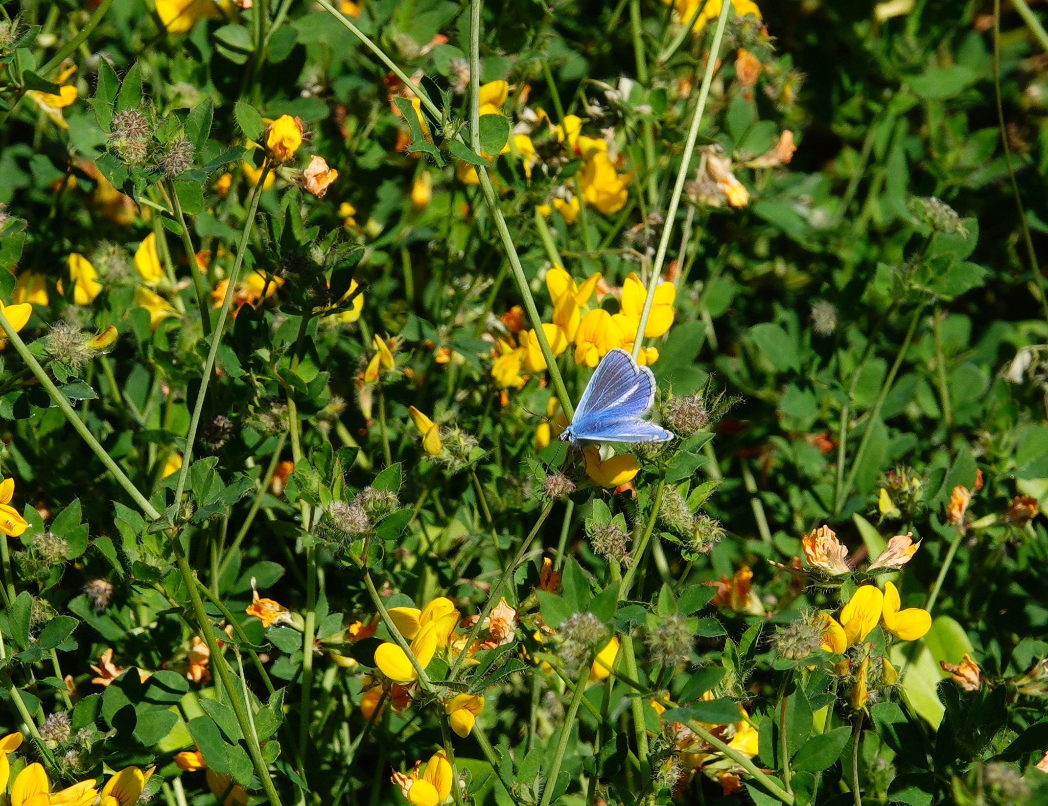 Common Blue m feeding on its foodplant birds-foot trefoil