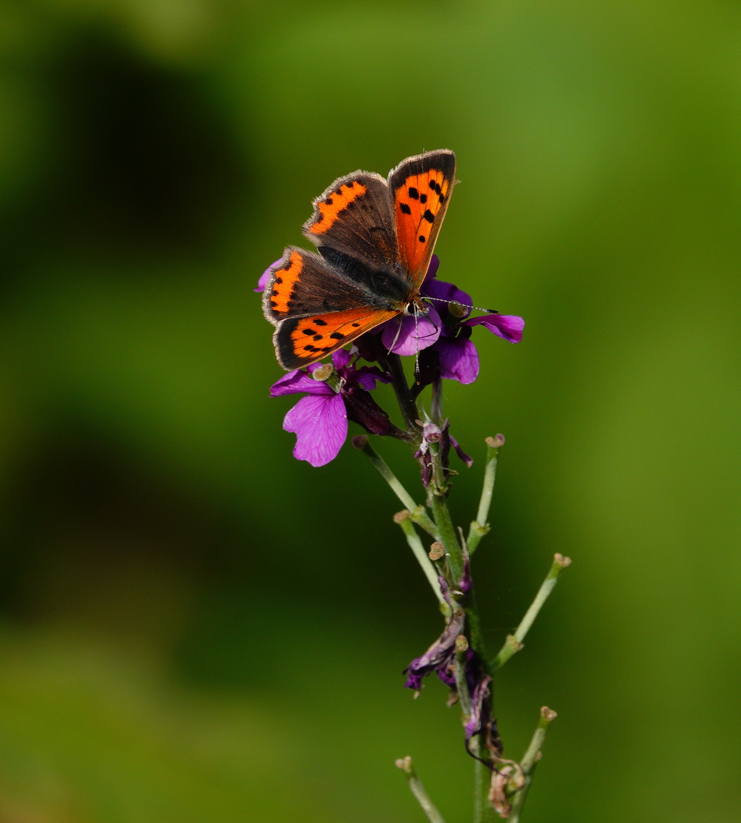 Small Copper feeding on perennial wallflower