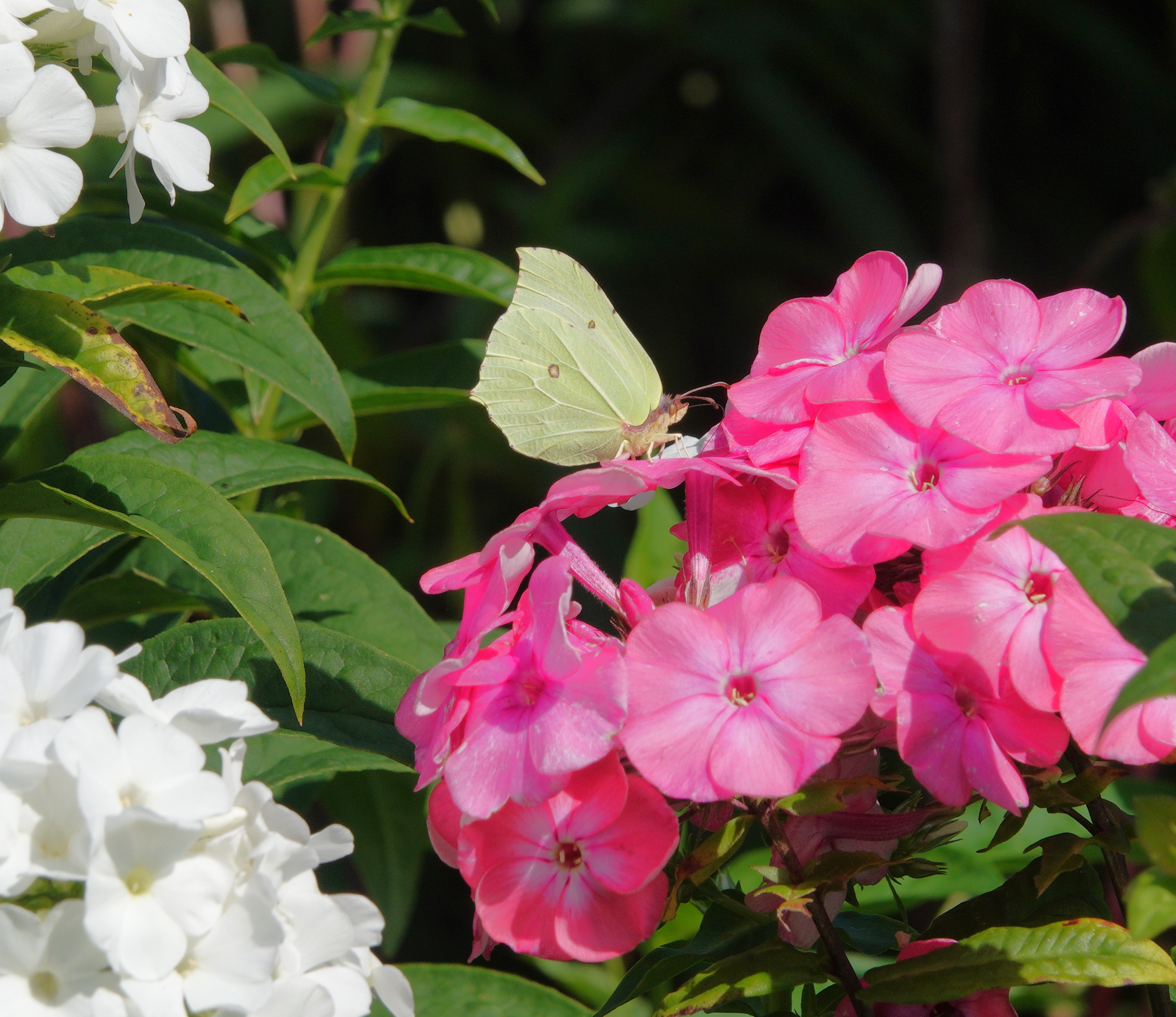 Freshly emerged female Brimstone  feeding on pink phlox