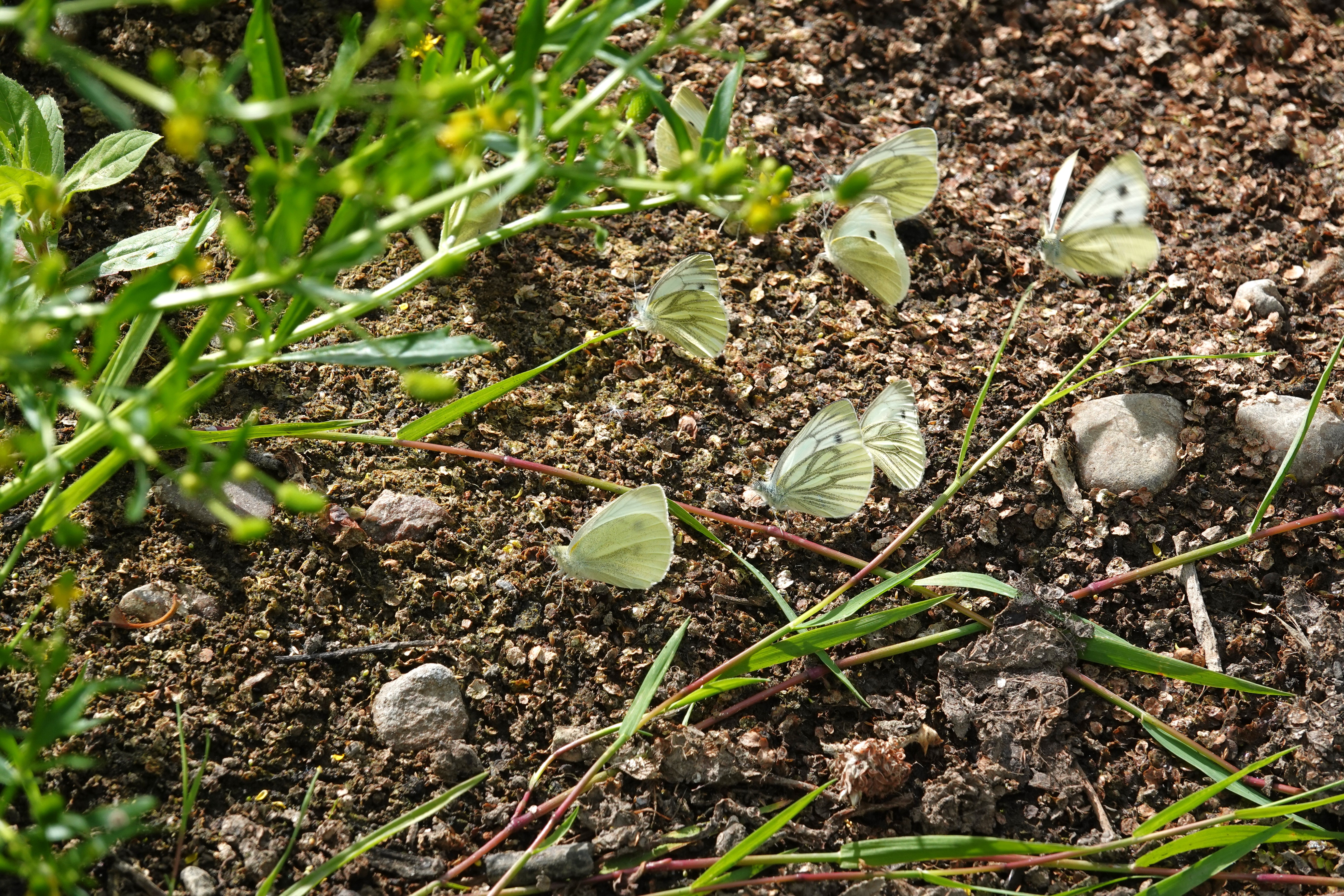 Green-veined and Small Whites mud-puddling