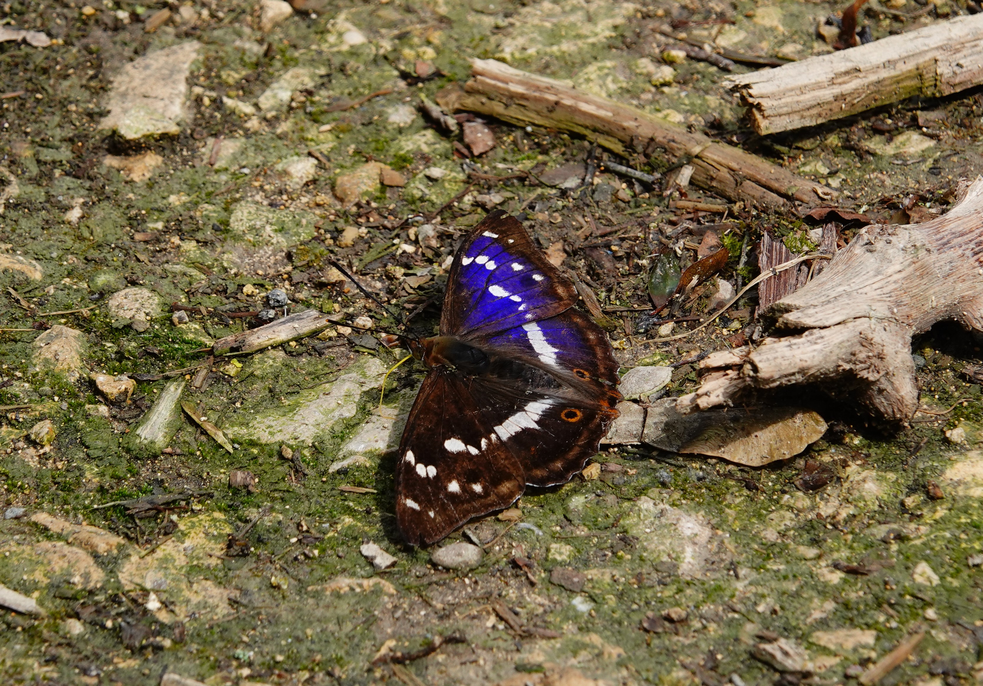 Male Purple Emperor taking minerals from the ground