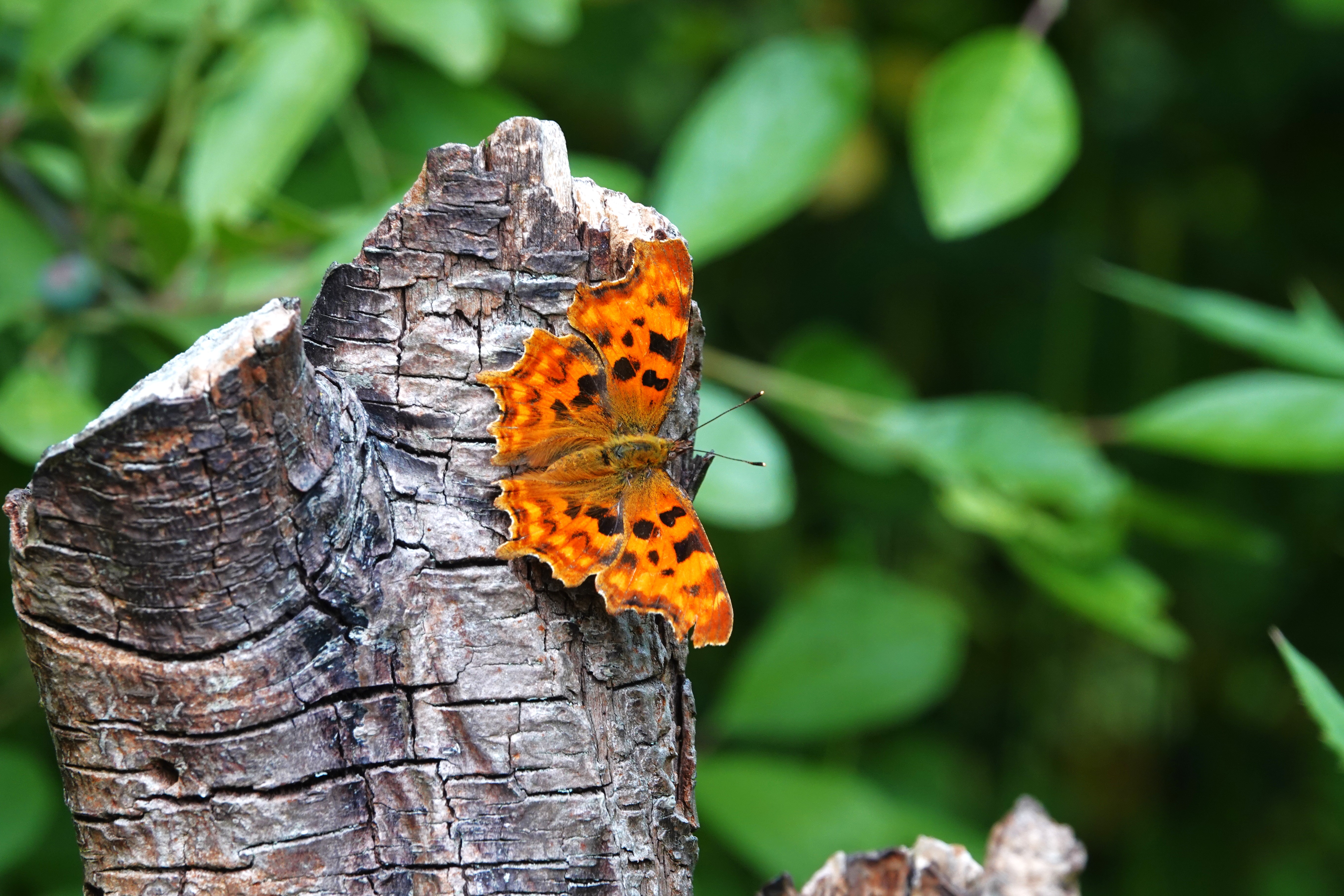 1. The Comma is having a very good year