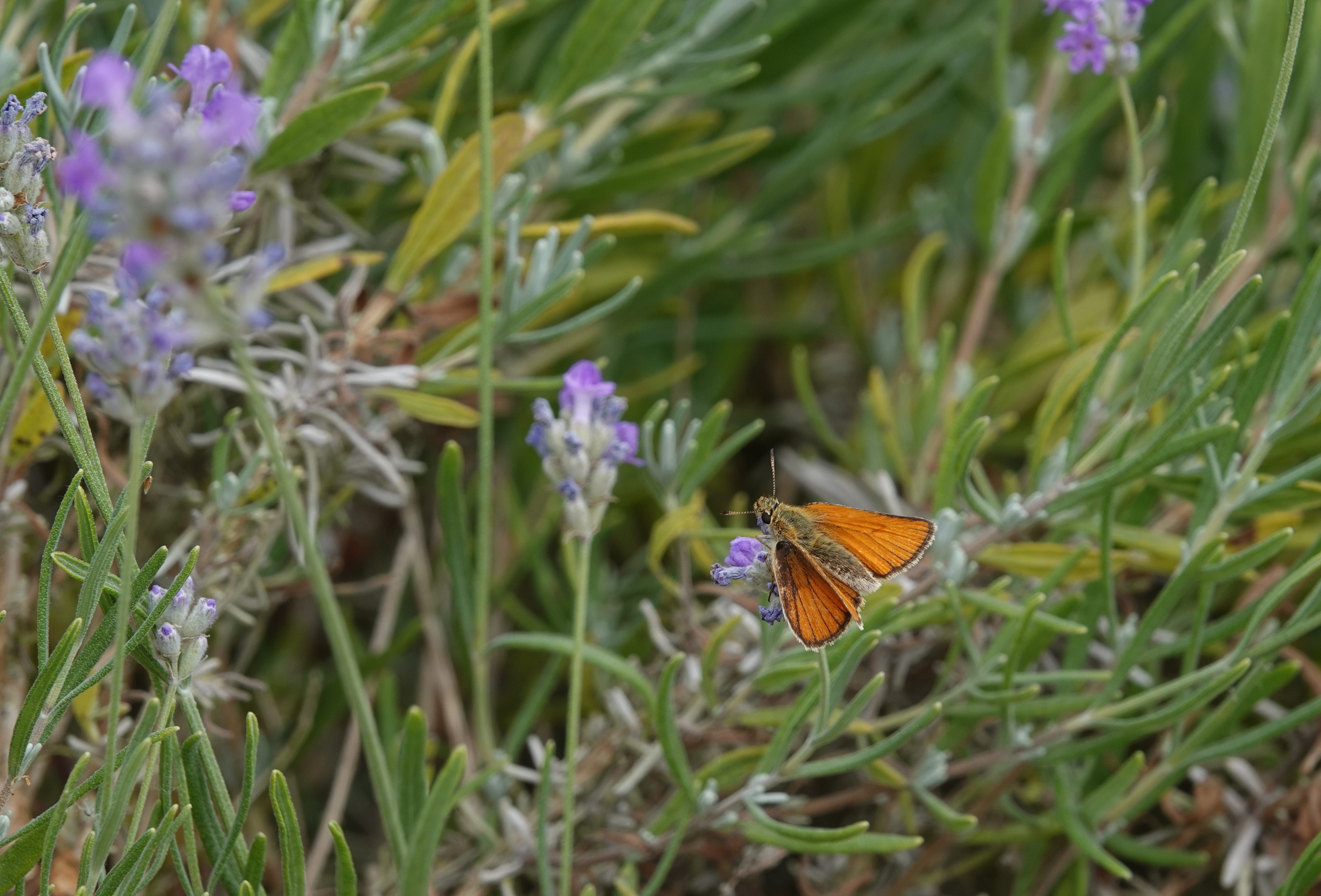 2. Essex Skipper numbers are picking up nicely